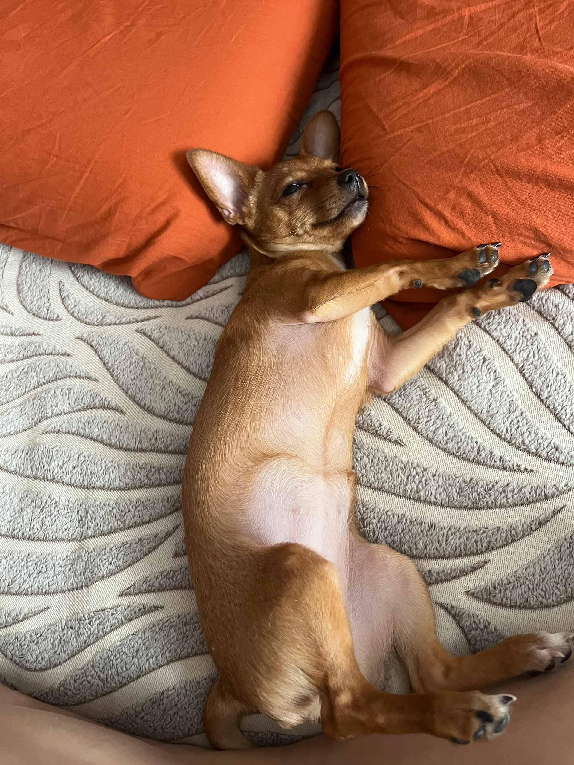 Пропала собака в Другие города