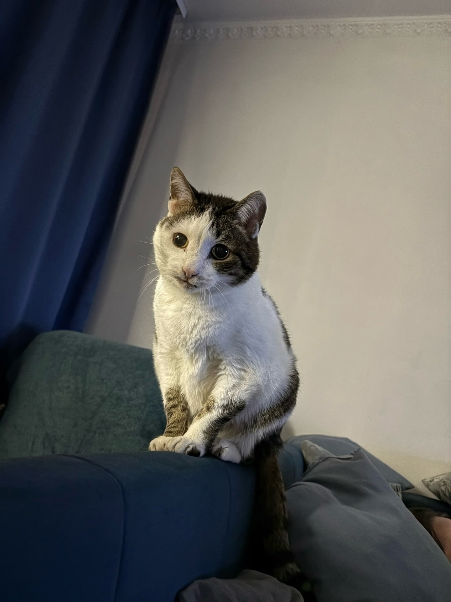 Пропала кошка в Другие города