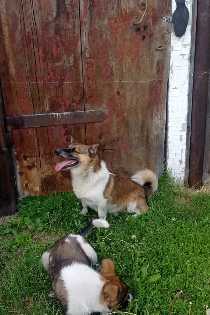 Пропала собака в Другие города