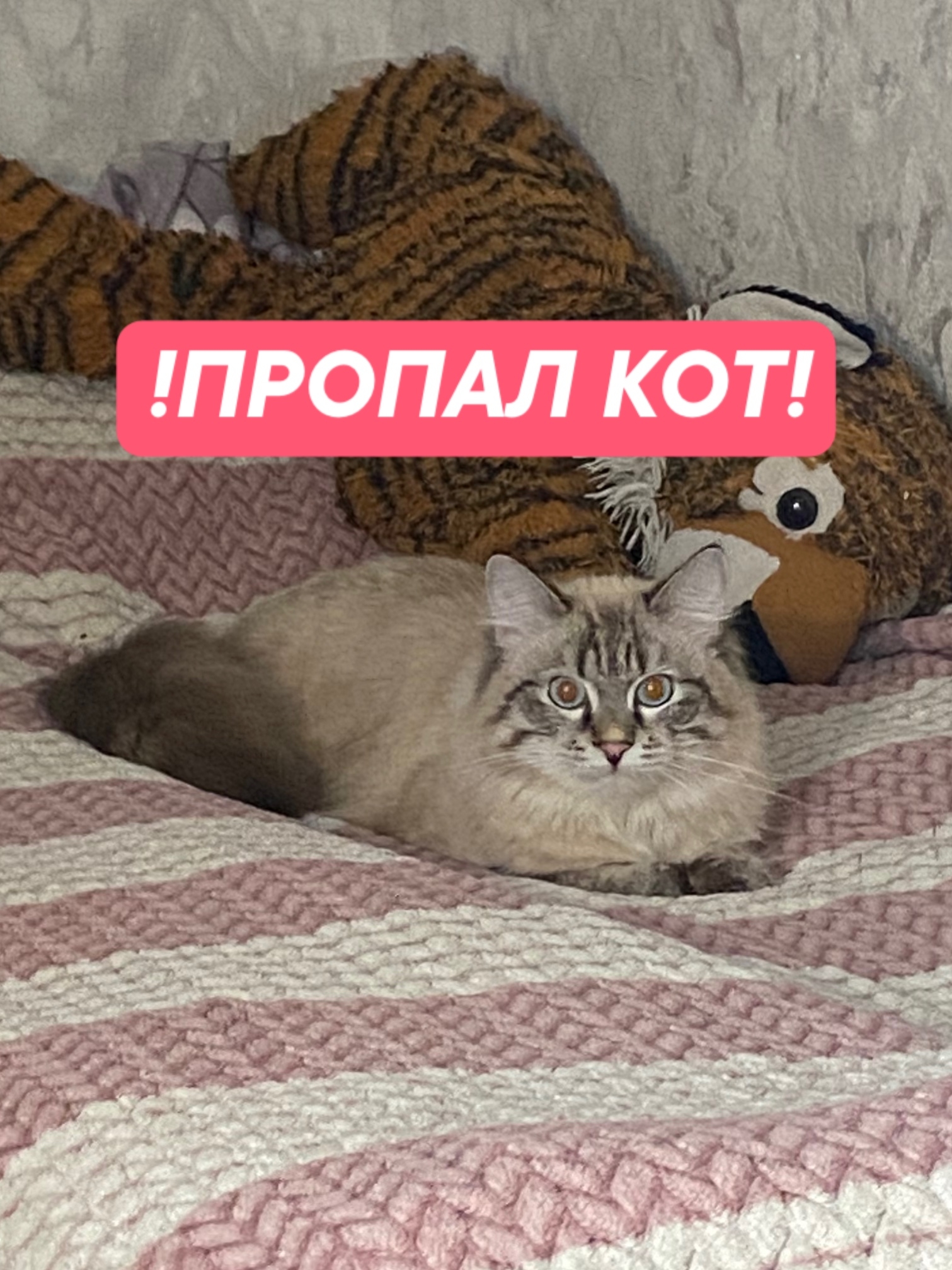 Найдена кошка в Других городах — фото объявления