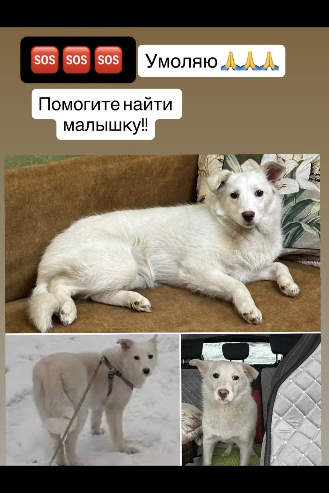 Объявление о питомце в Других городах — фото объявления