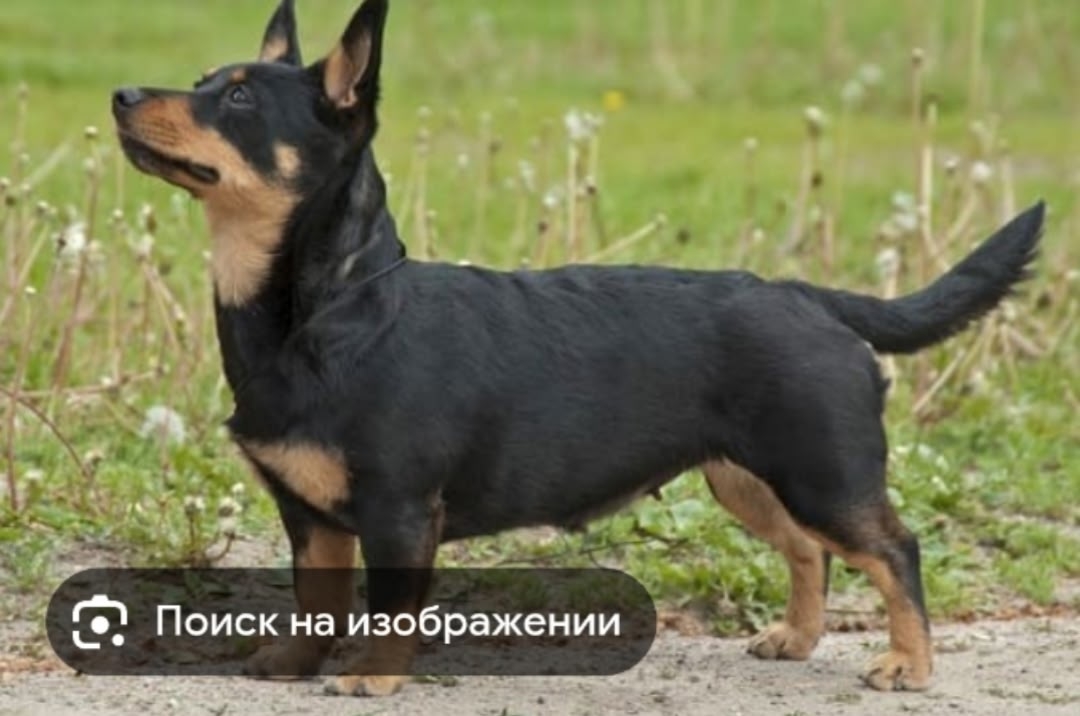 Найдена собака в Других городах — фото объявления