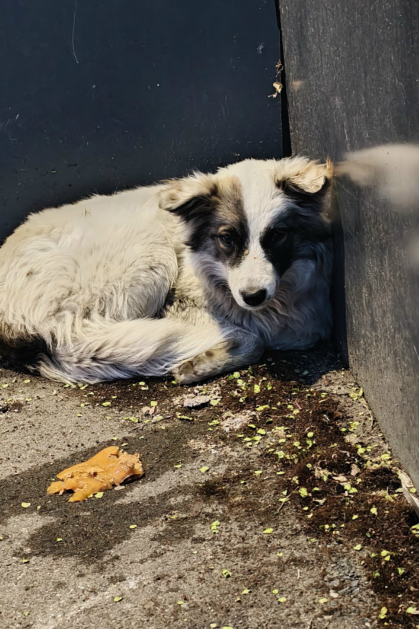 Найдена собака в Других городах — фото объявления