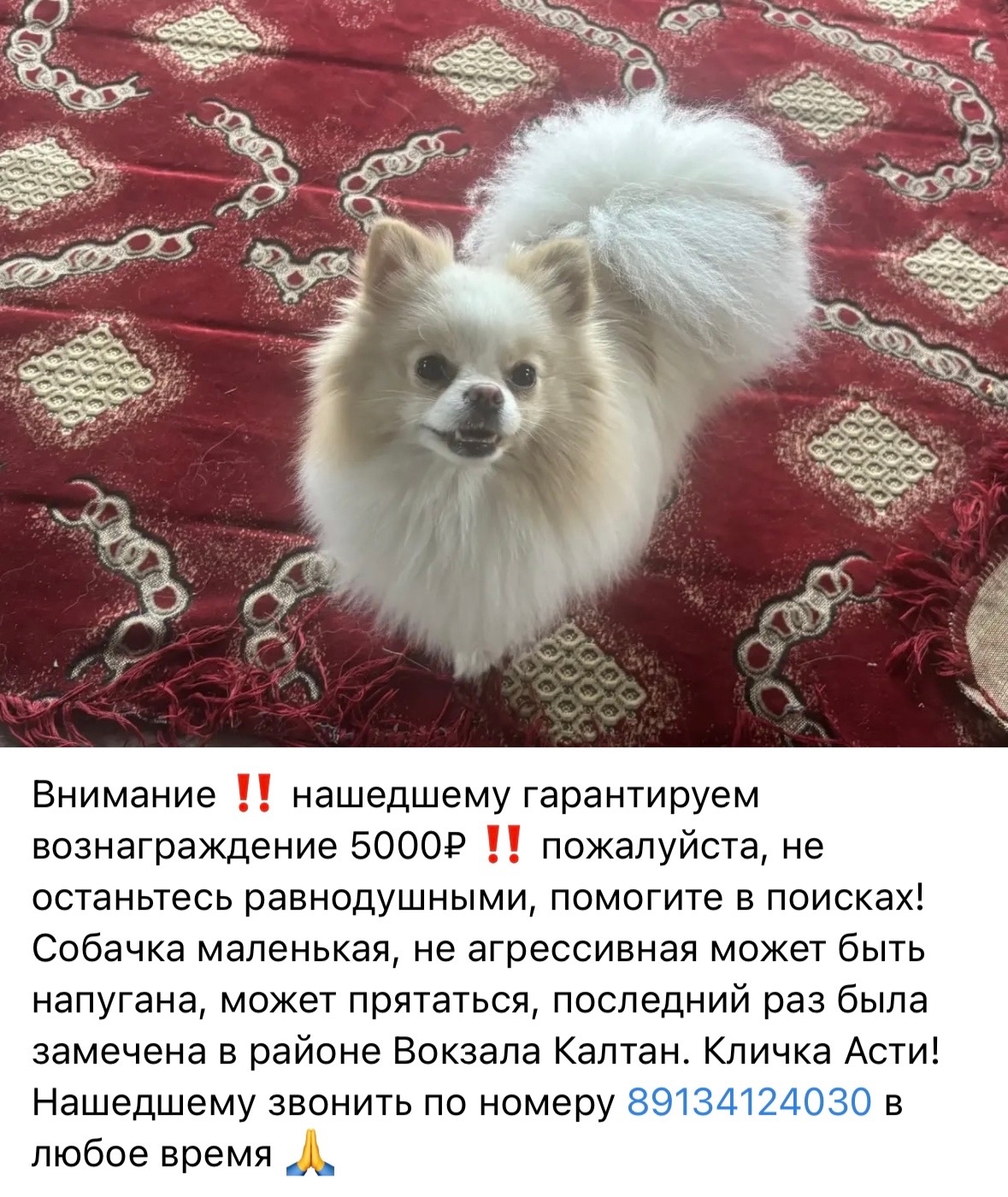 Объявление о питомце в Других городах — фото объявления