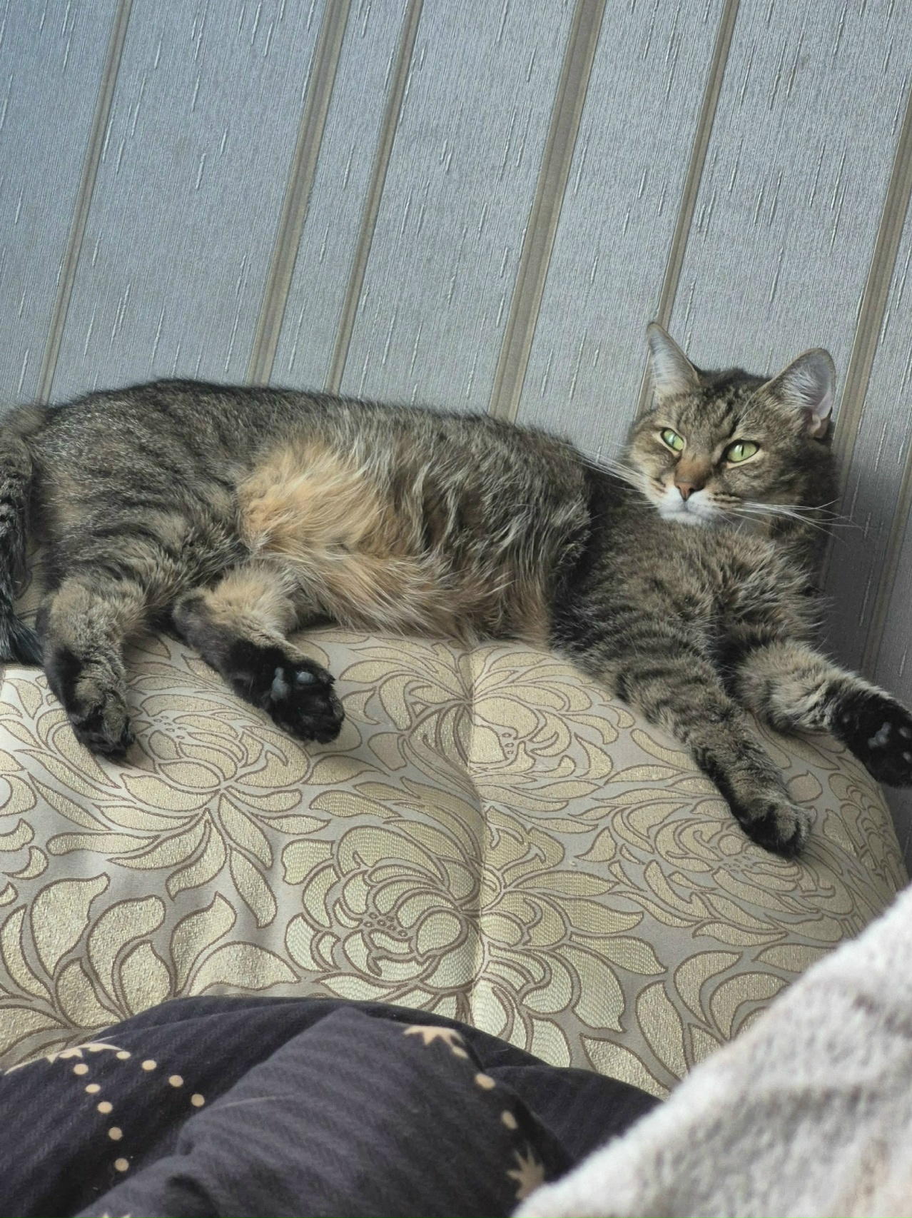 Рязань, улица Ленинского Комсомола. Потерялся кот, возможно, что он был на улицах Татарской, Дзержинской, Шевченко и других близлежащих улицах. 7 лет, зовут Шерри. Номер для связи: +79511039107. Стран