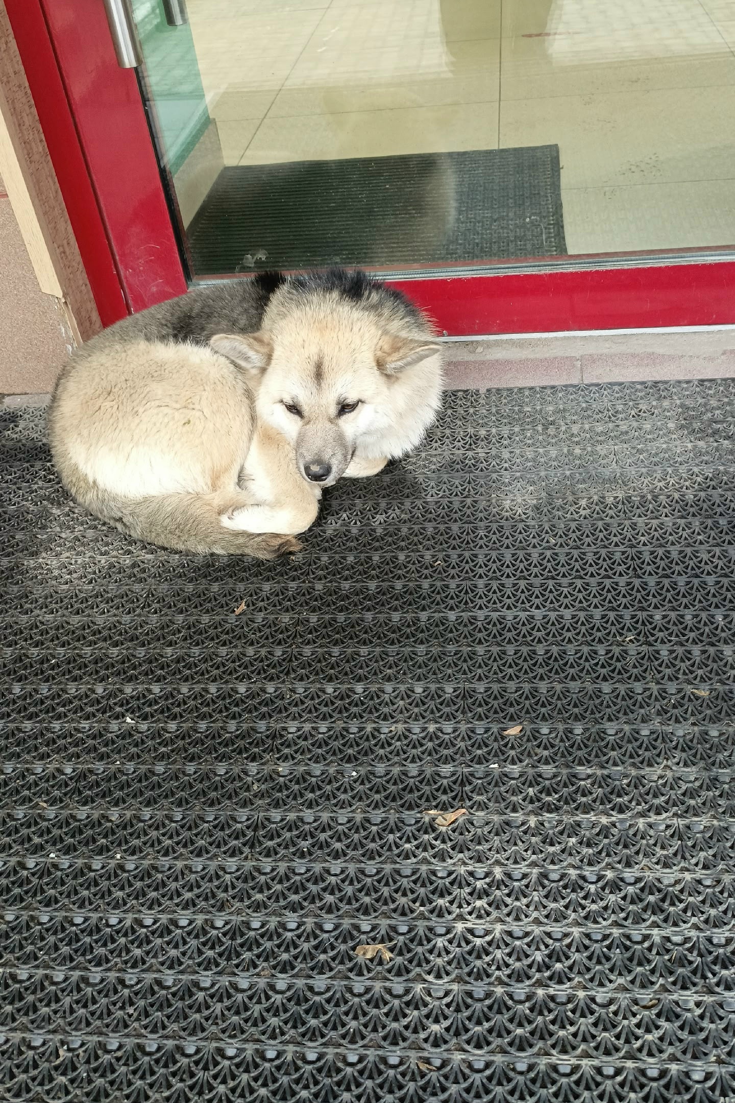 Объявление о питомце в Другие города