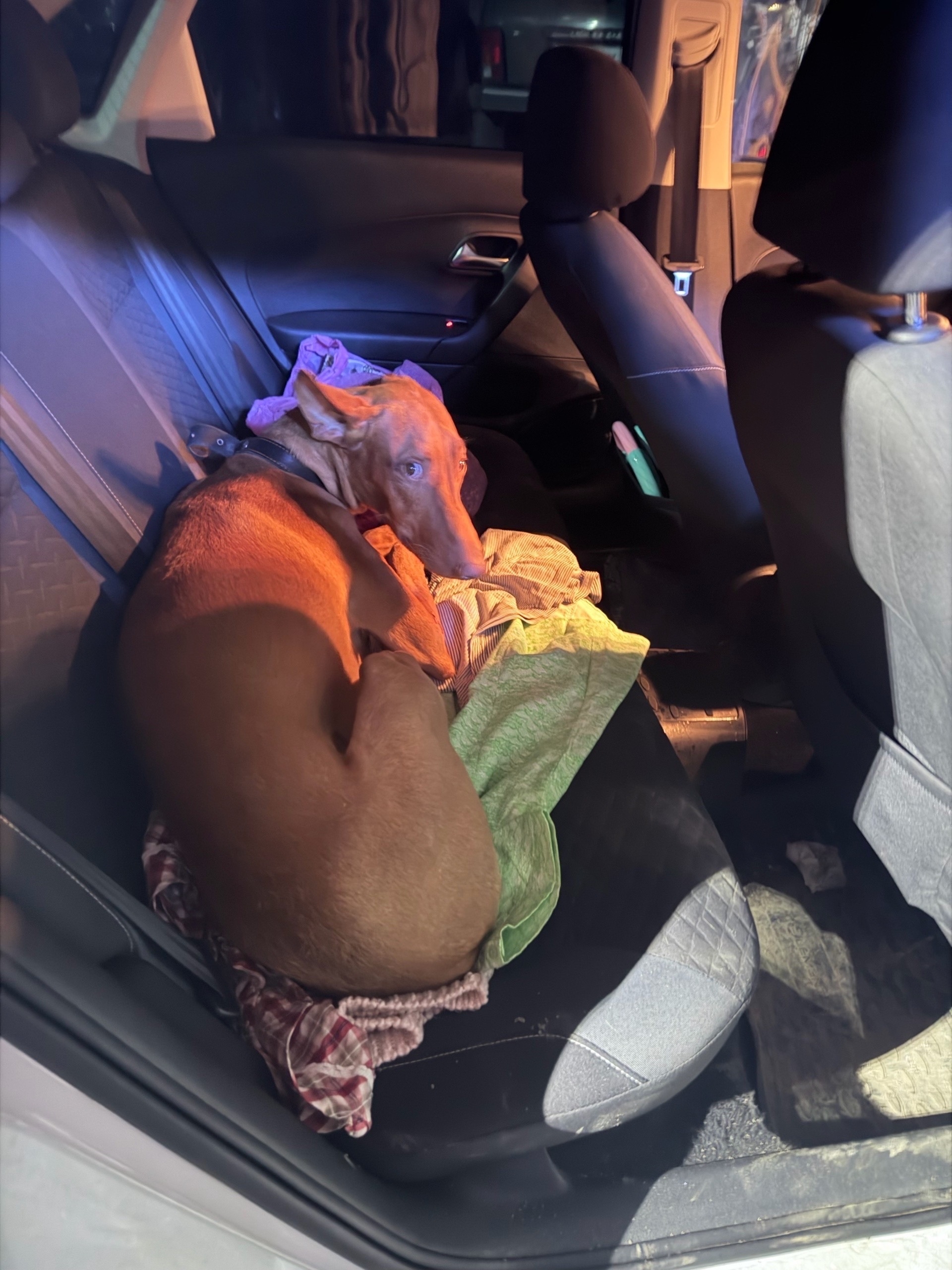 Найдена собака в Другие города