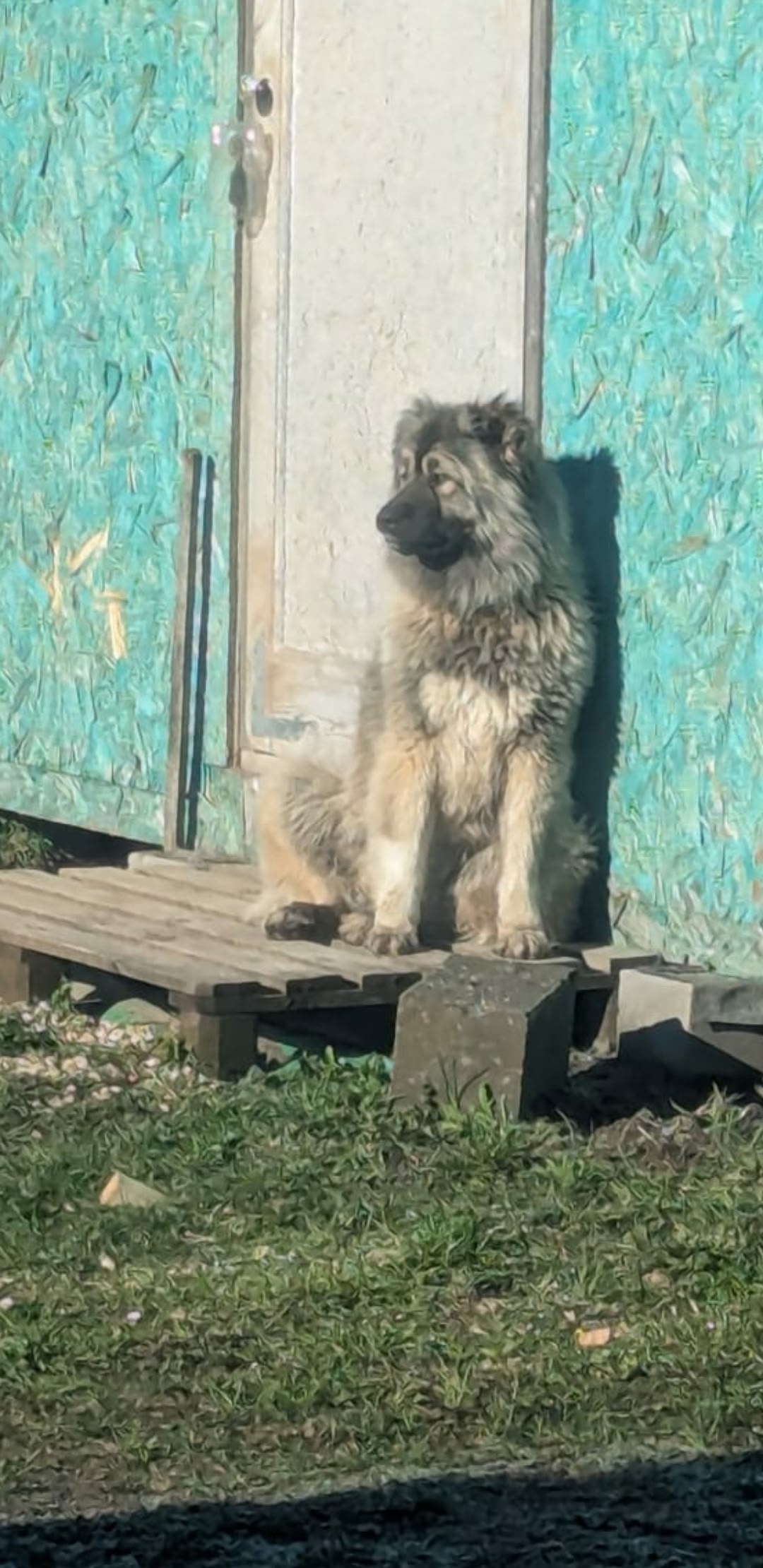 Найдена собака в Другие города