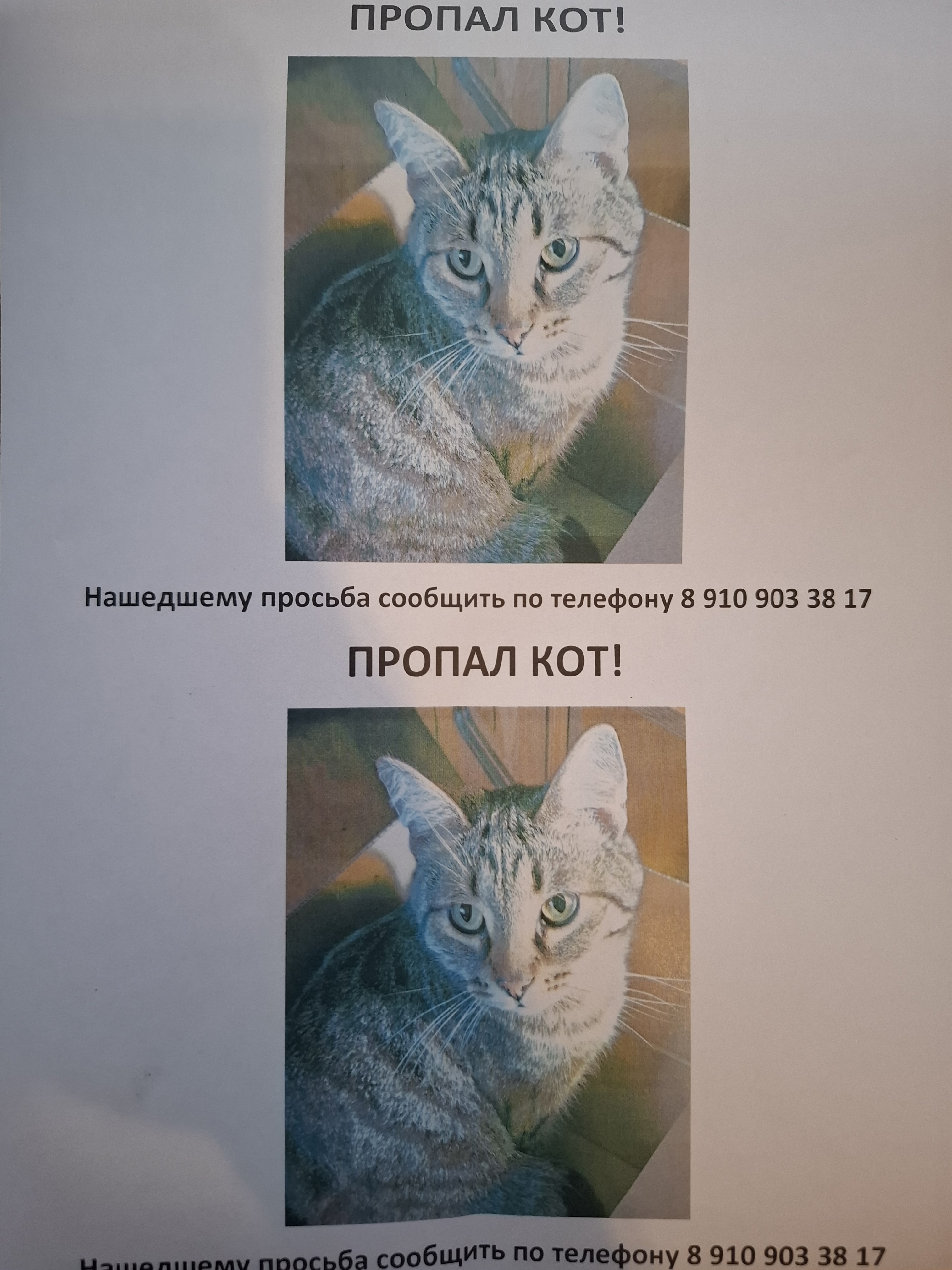 Пропала кошка в Другие города