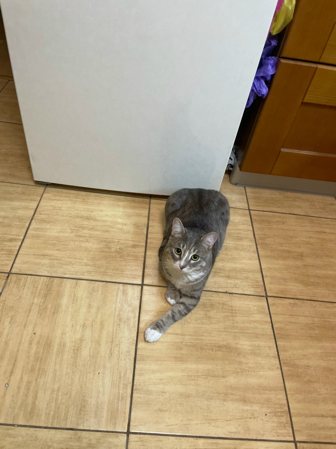 Пропала кошка в Другие города