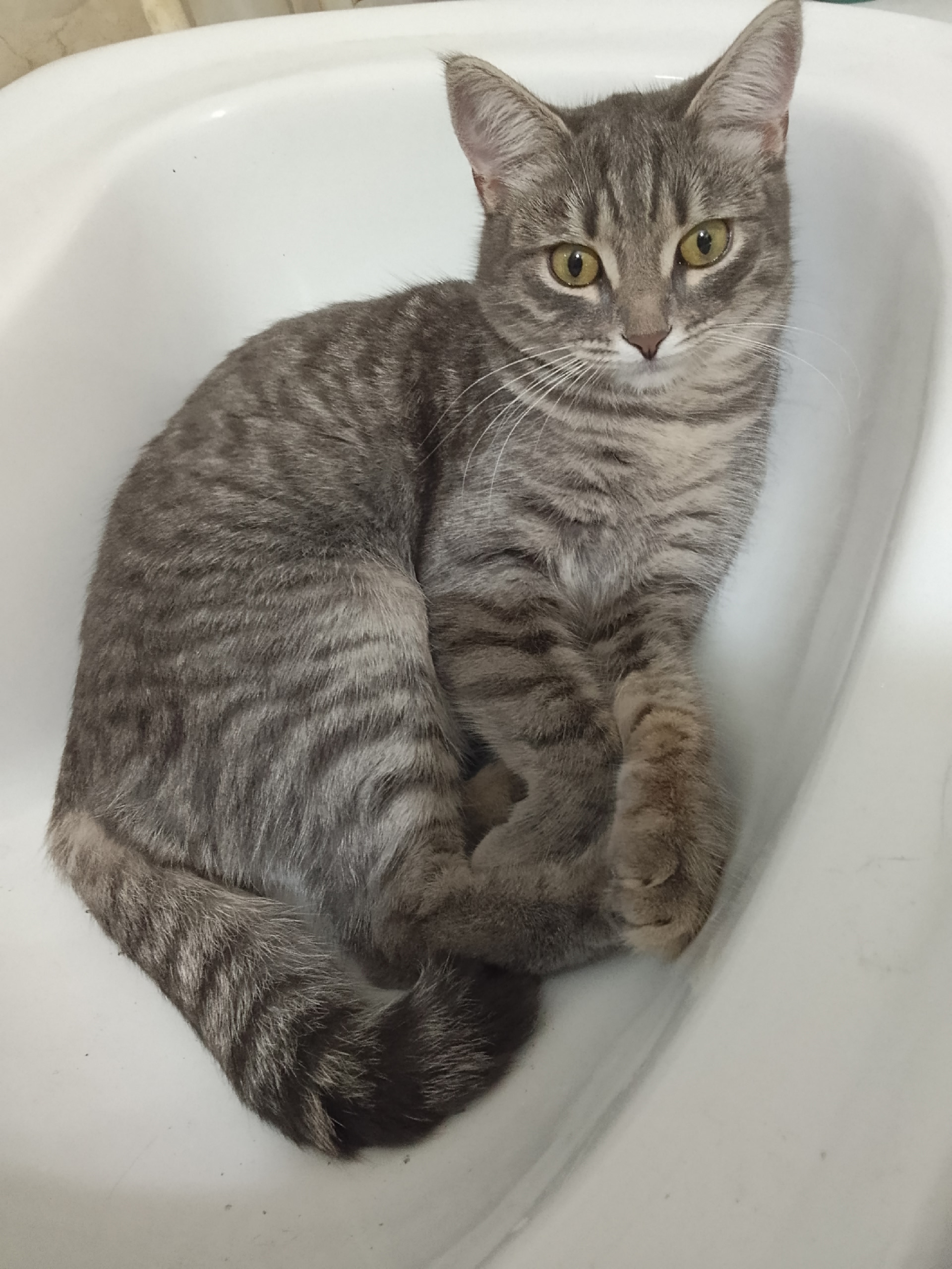 Объявление о питомце в Других городах — фото объявления