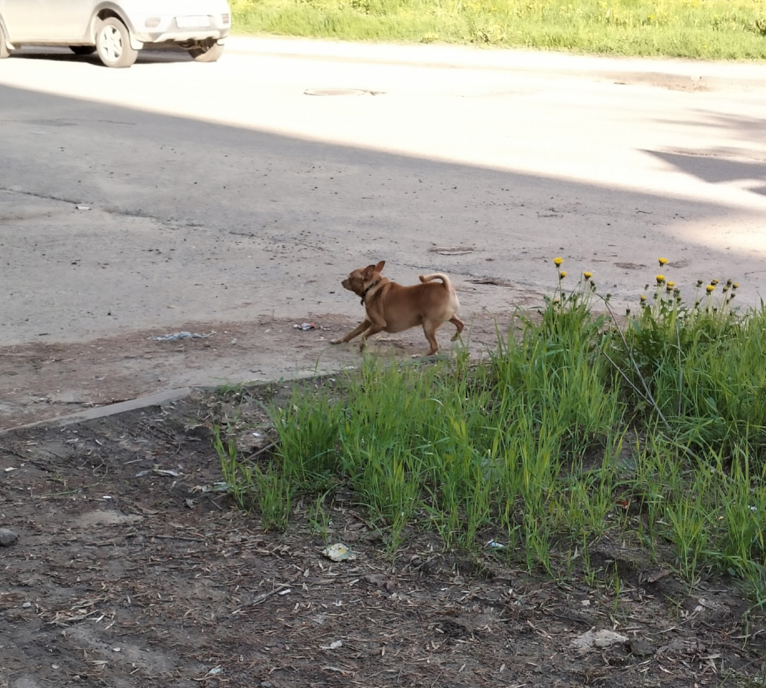 Найдена собака в Других городах — фото объявления