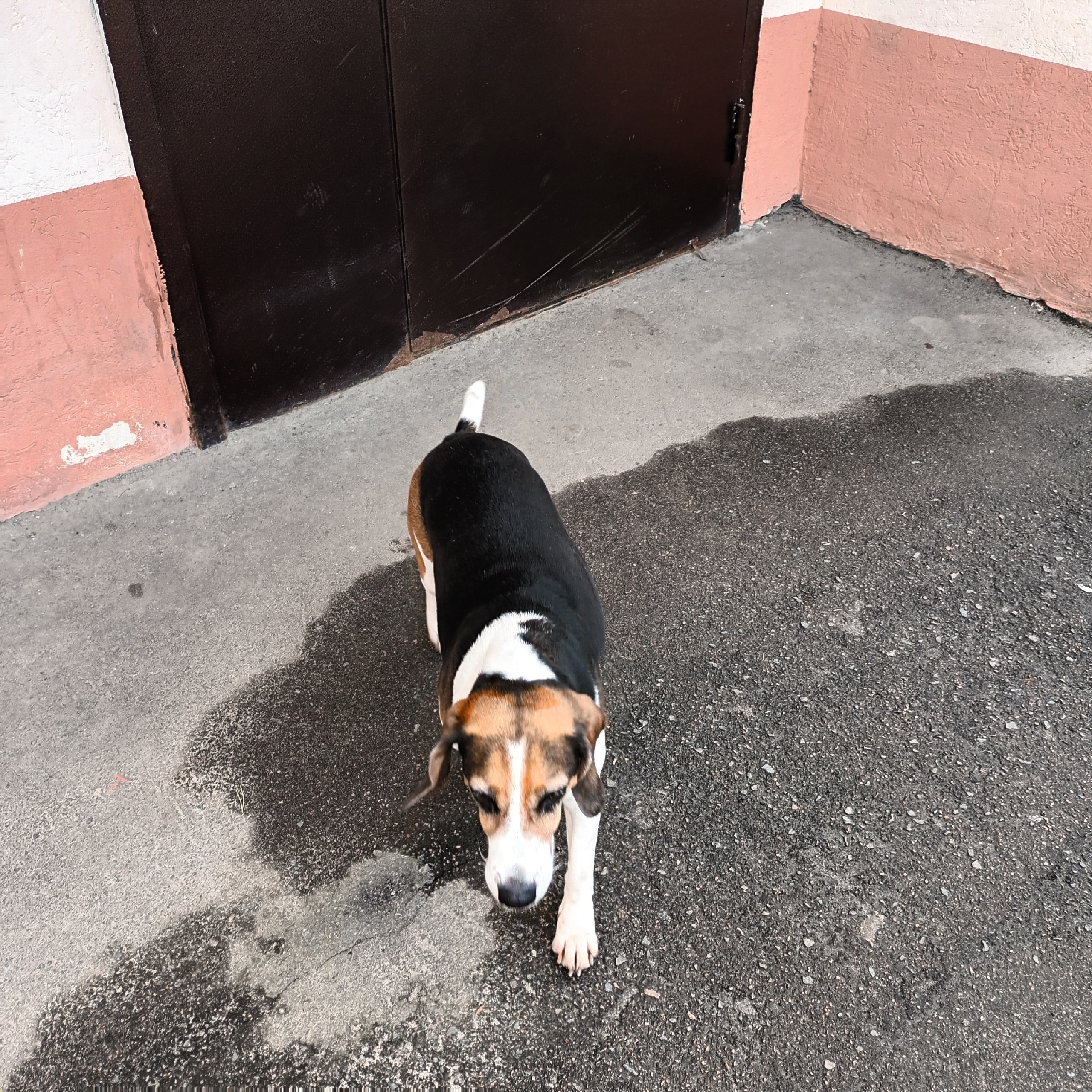 Пропала собака в Другие города