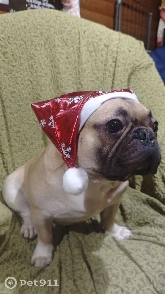 Найдена собака в Других городах — фото объявления