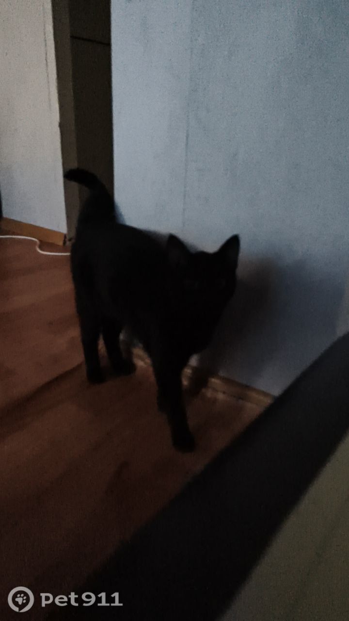 Найдена кошка в Других городах — фото объявления