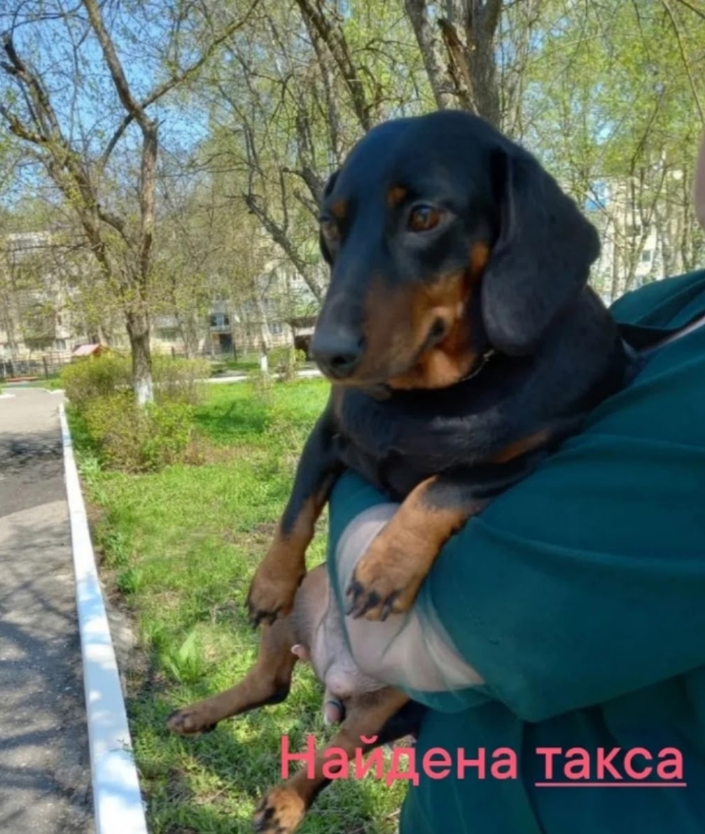 Найдена собака в Других городах — фото объявления