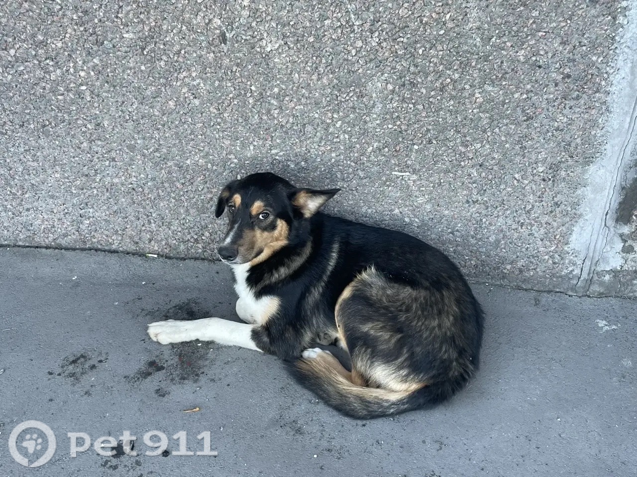 Найдена собака в Других городах — фото объявления