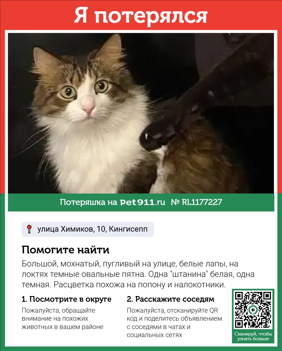 Найдена кошка в Других городах — фото объявления