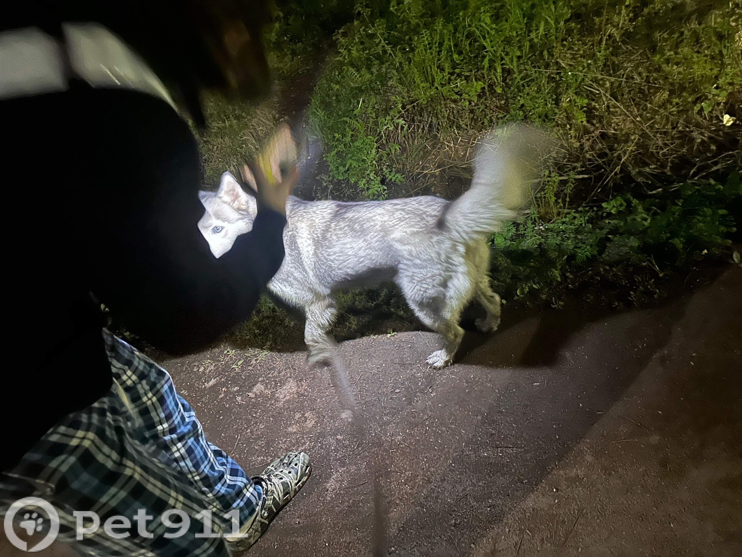 Найдена собака в Других городах — фото объявления