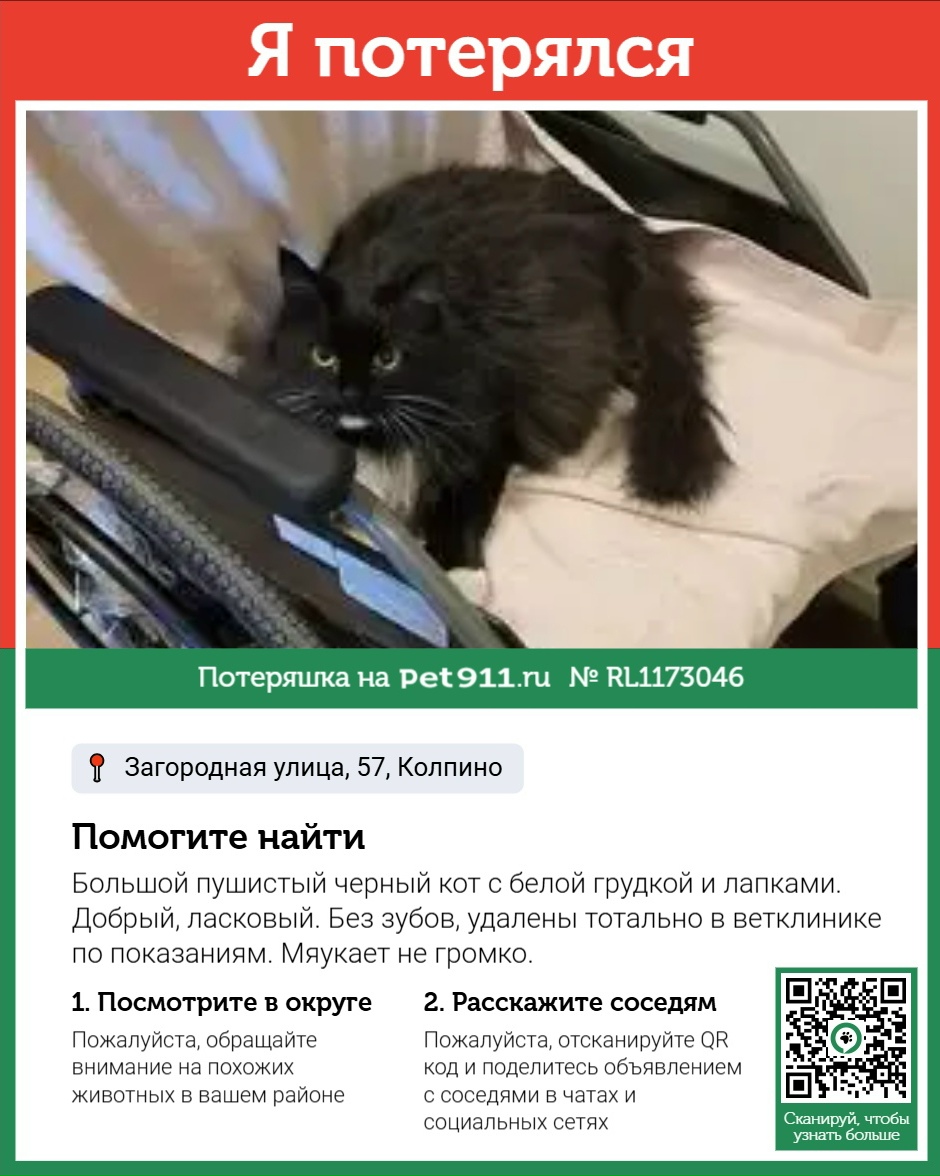 Найдена собака в Других городах — фото объявления
