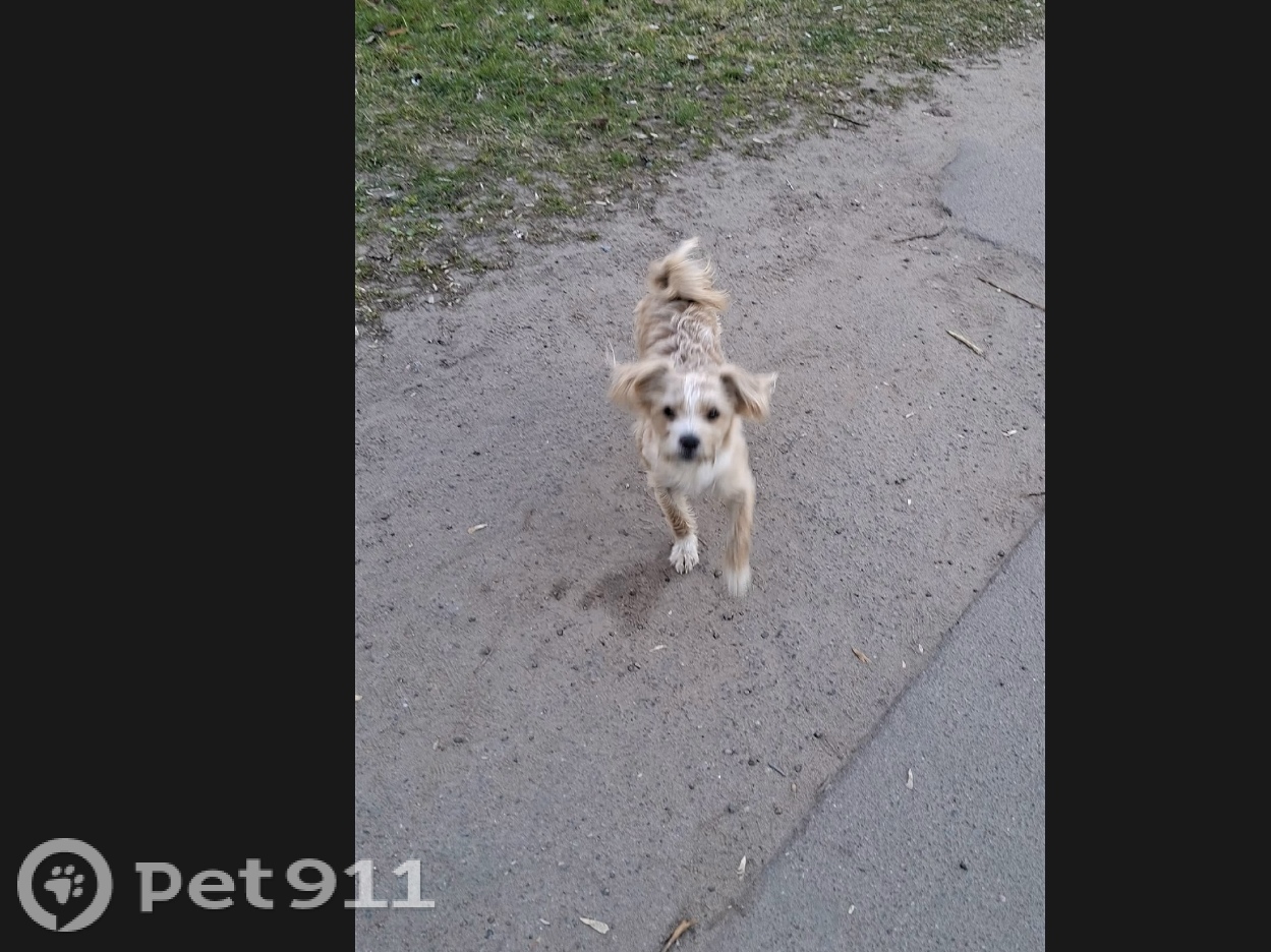 Пропала собака в Балакове — фото объявления