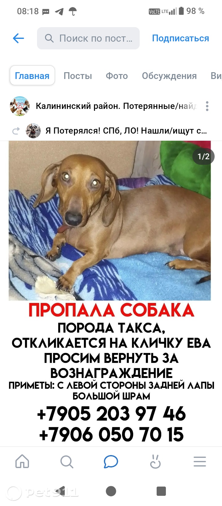 Найдена собака в Балакове — фото объявления