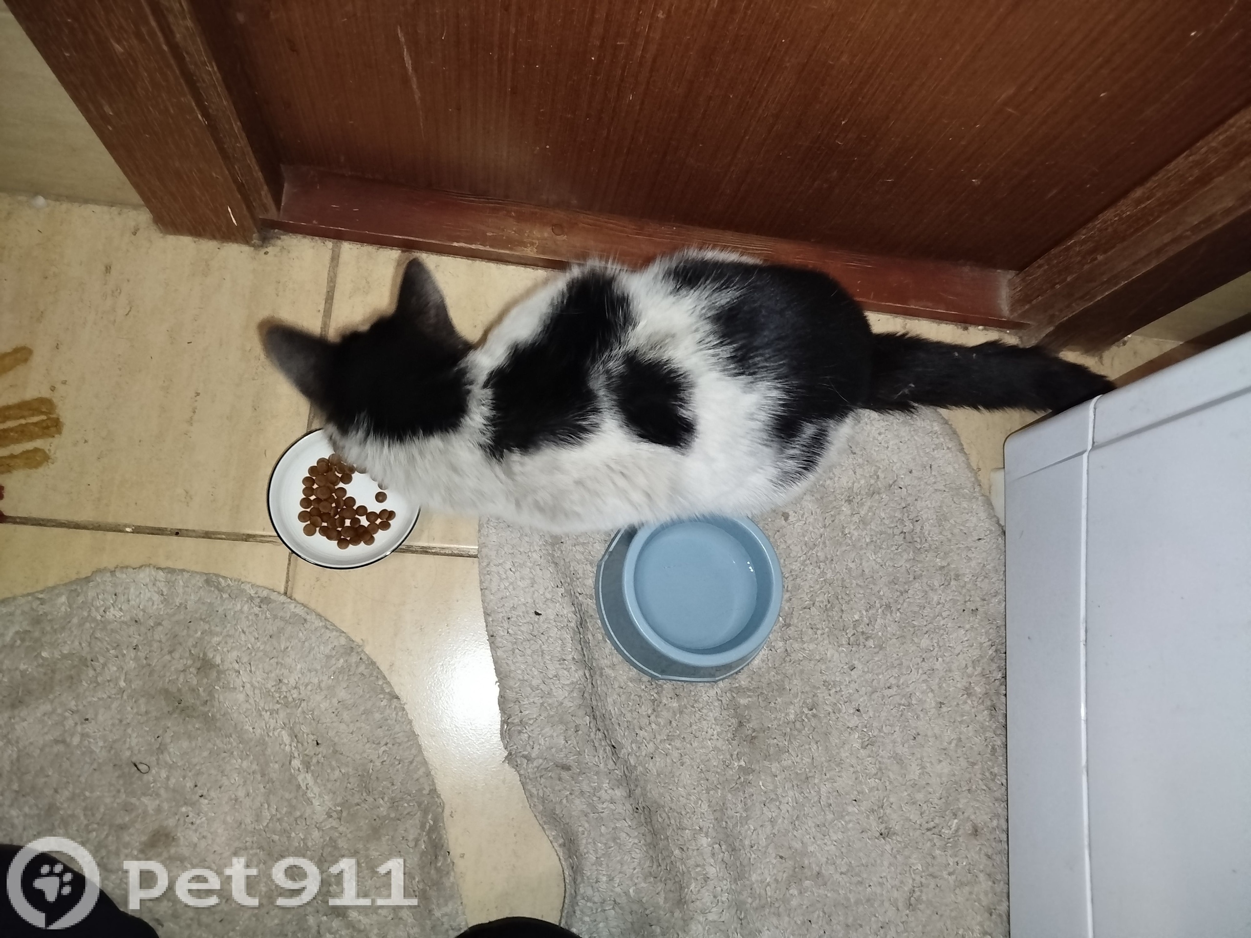 Найдена собака в Балакове — фото объявления