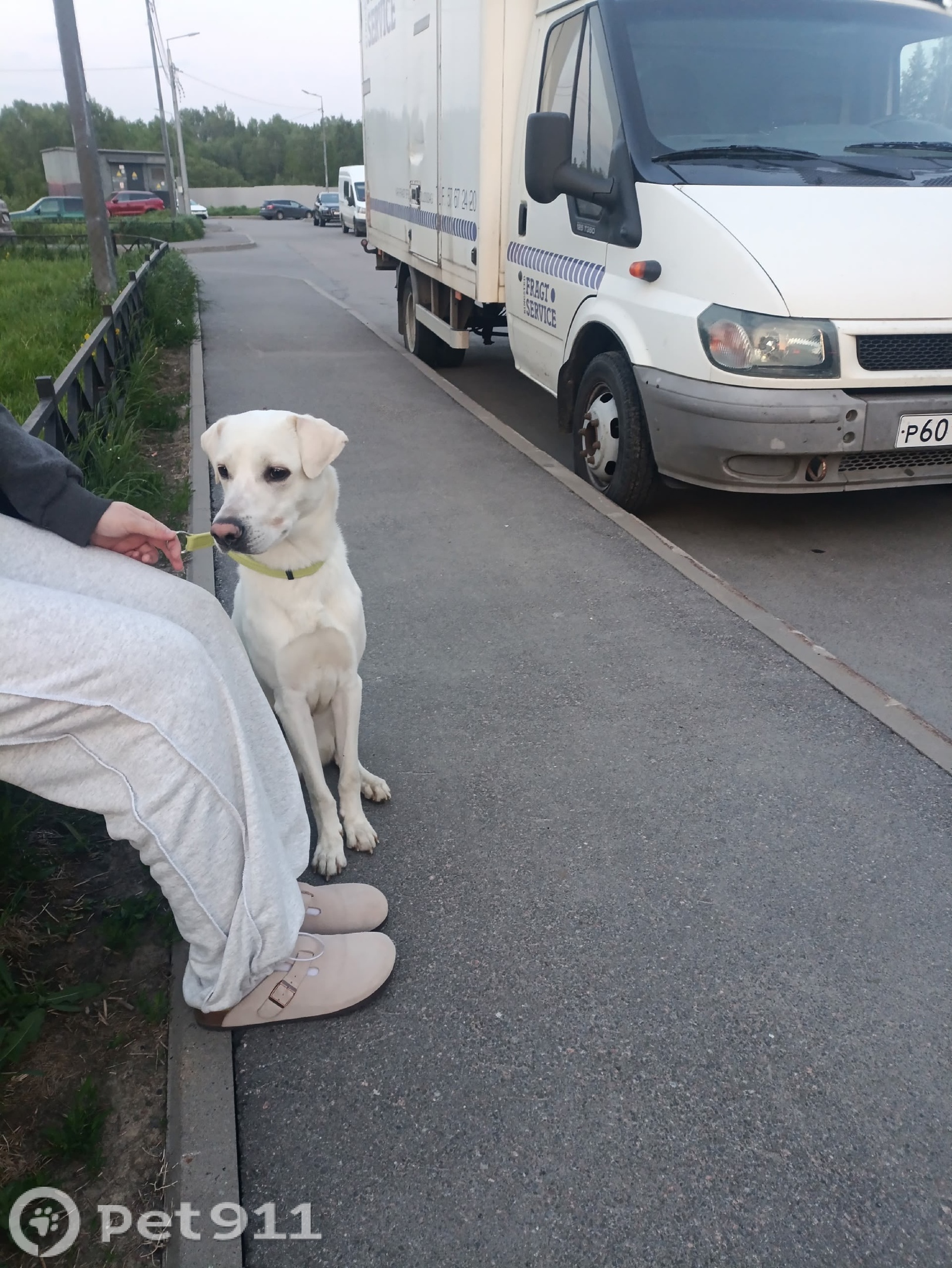 Найдена собака в Других городах — фото объявления