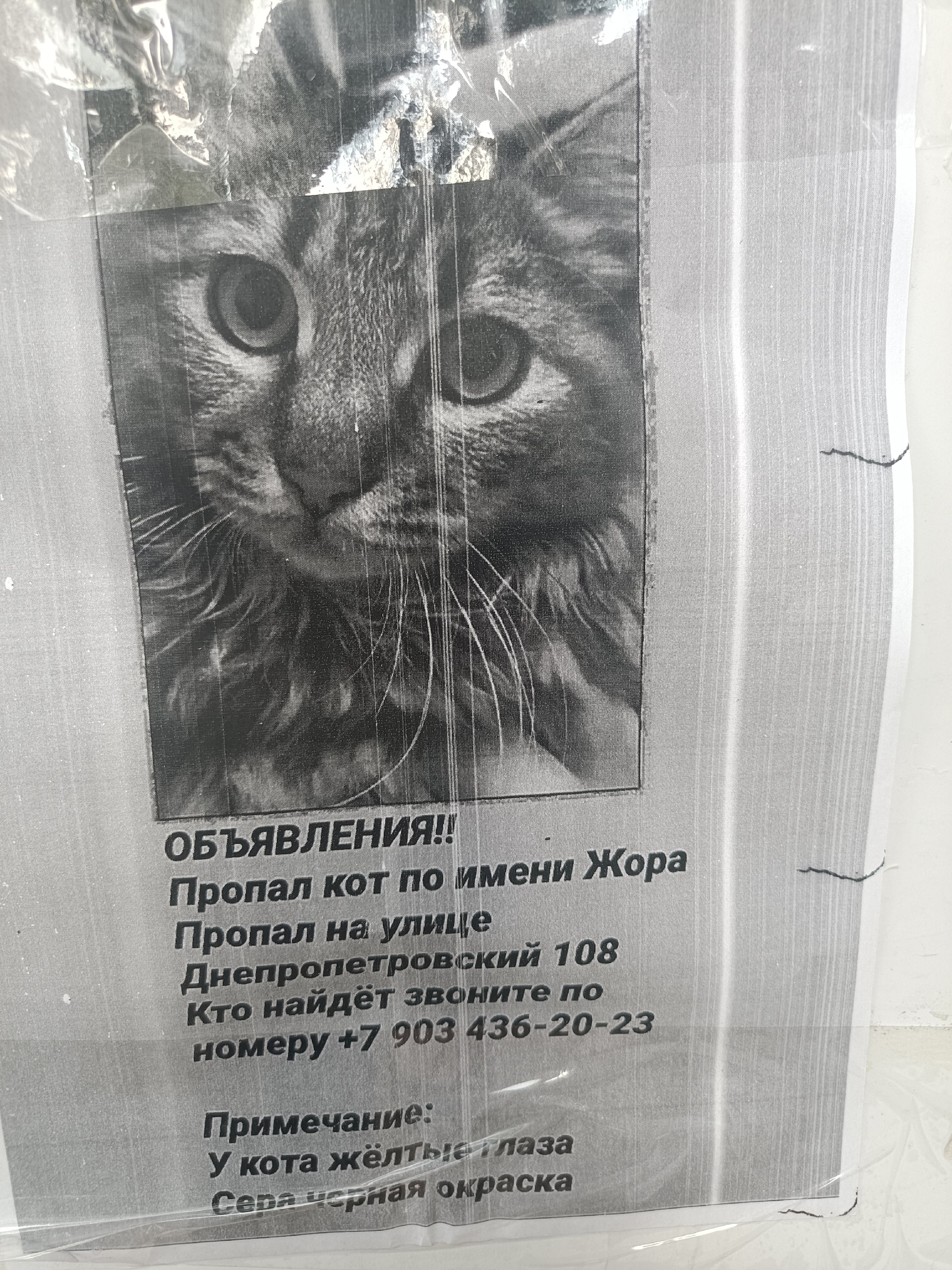 Объявление о питомце в Других городах — фото объявления
