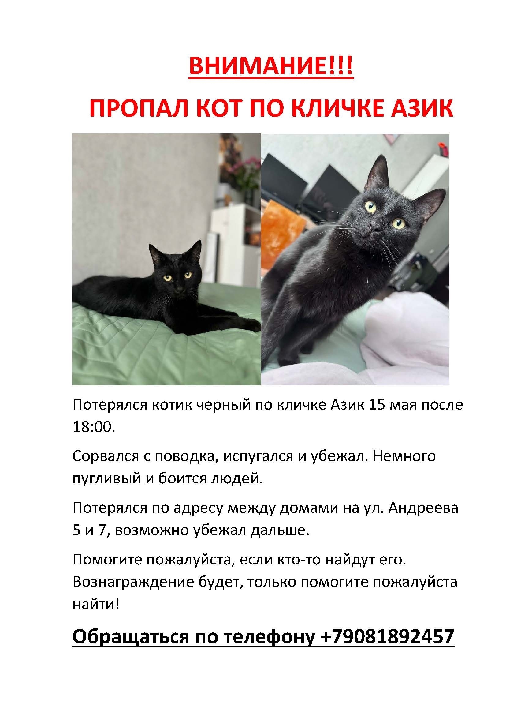 Найдена кошка в Других городах — фото объявления