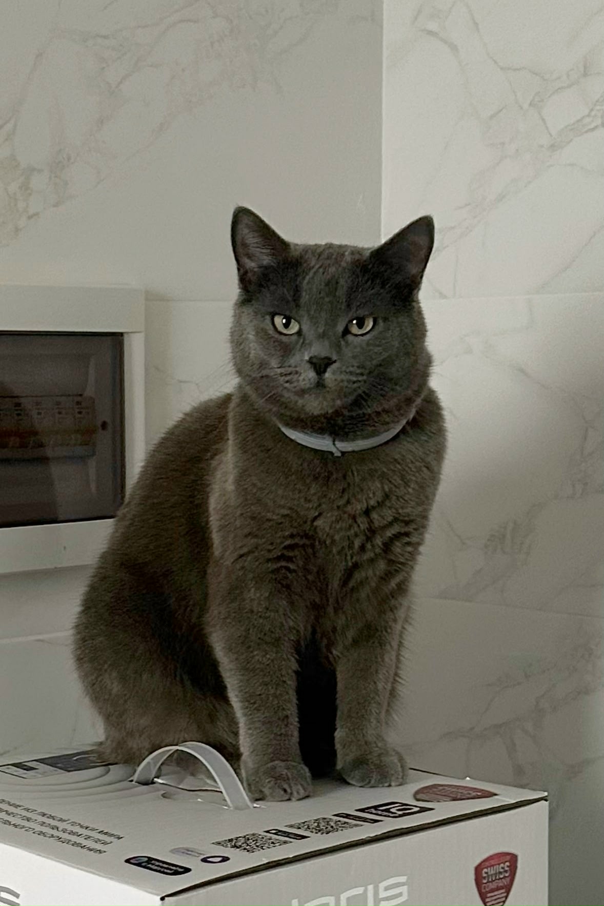 Пропала кошка в Белгороде — 🆘Помогите найти 🆘