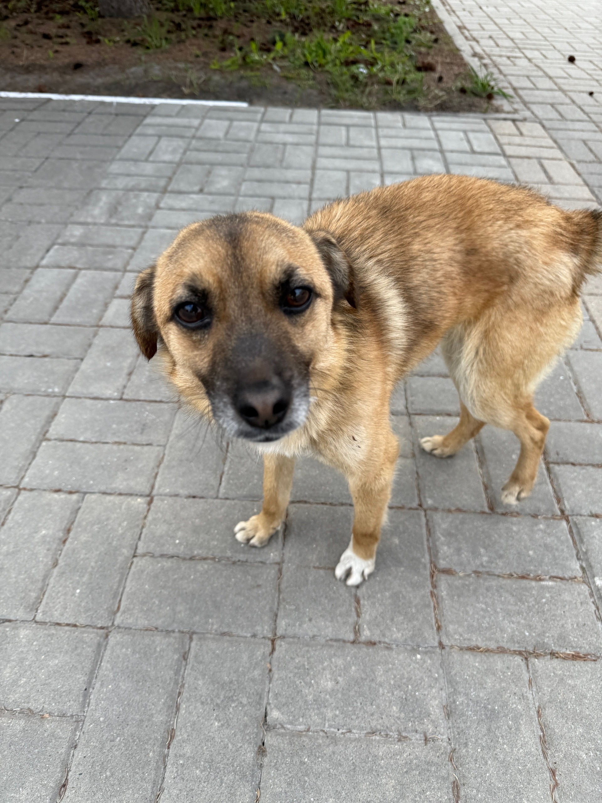 Найдена кошка в Белгороде — фото объявления