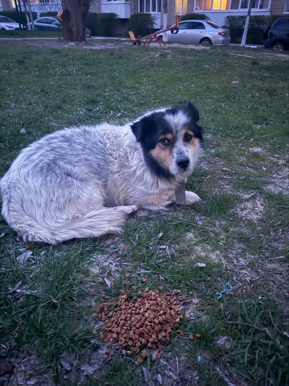 Пропала собака в Белгороде — фото объявления