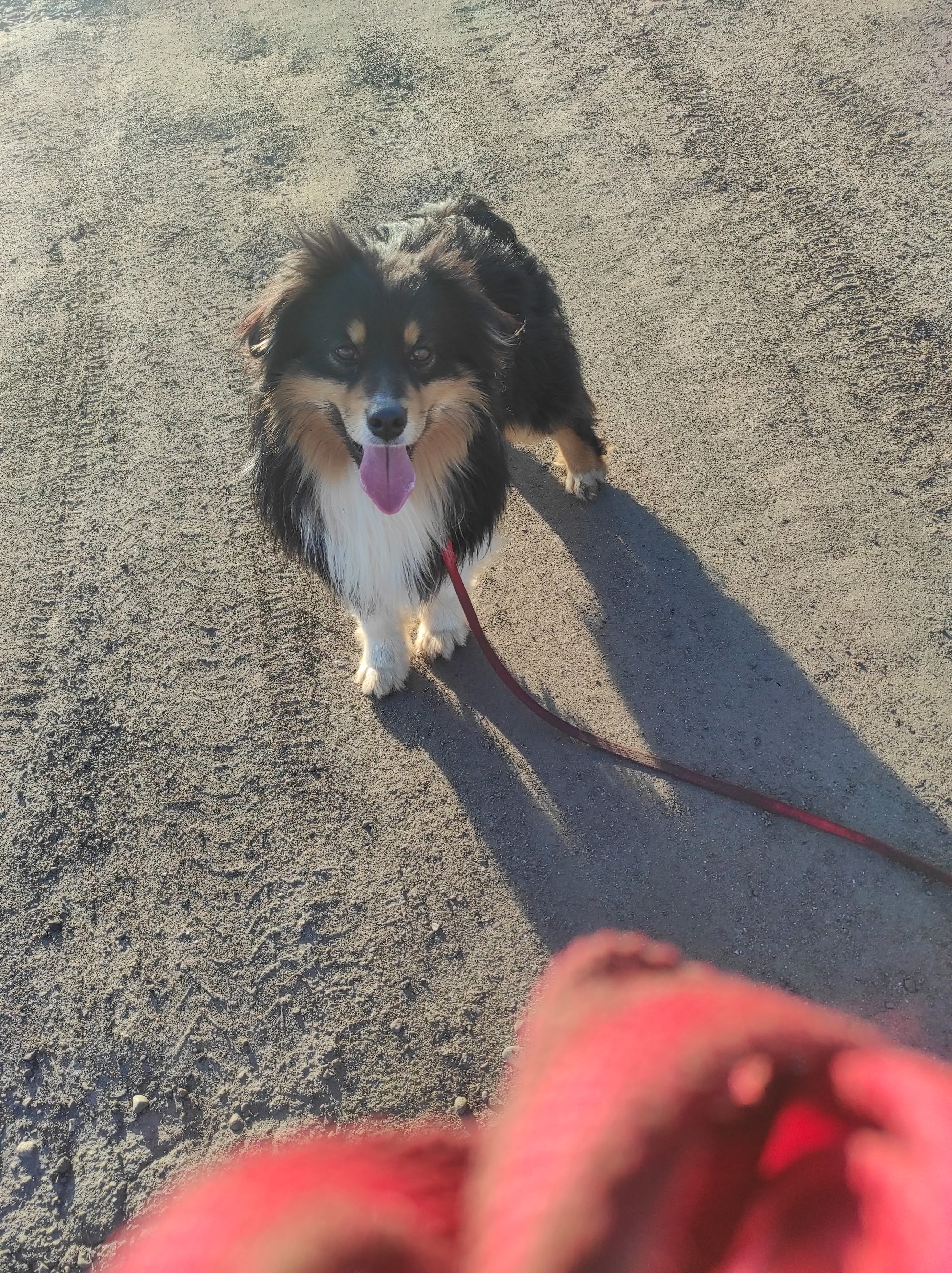 Пропала собака в Белгороде — фото объявления