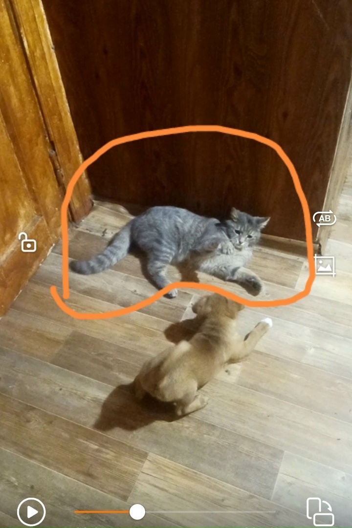 Пропала кошка в Белгороде — фото объявления