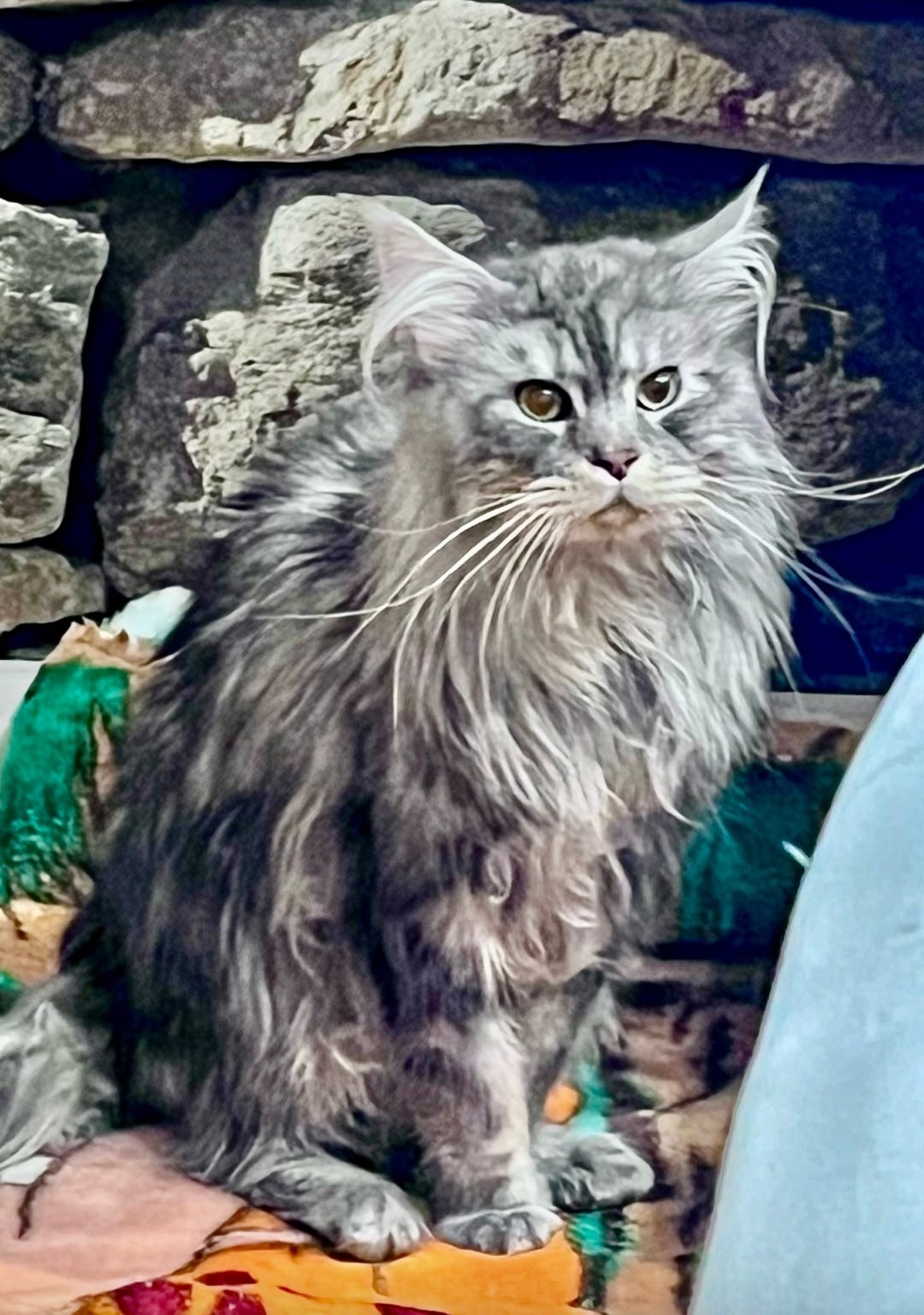 Найдена кошка в Белгороде — фото объявления