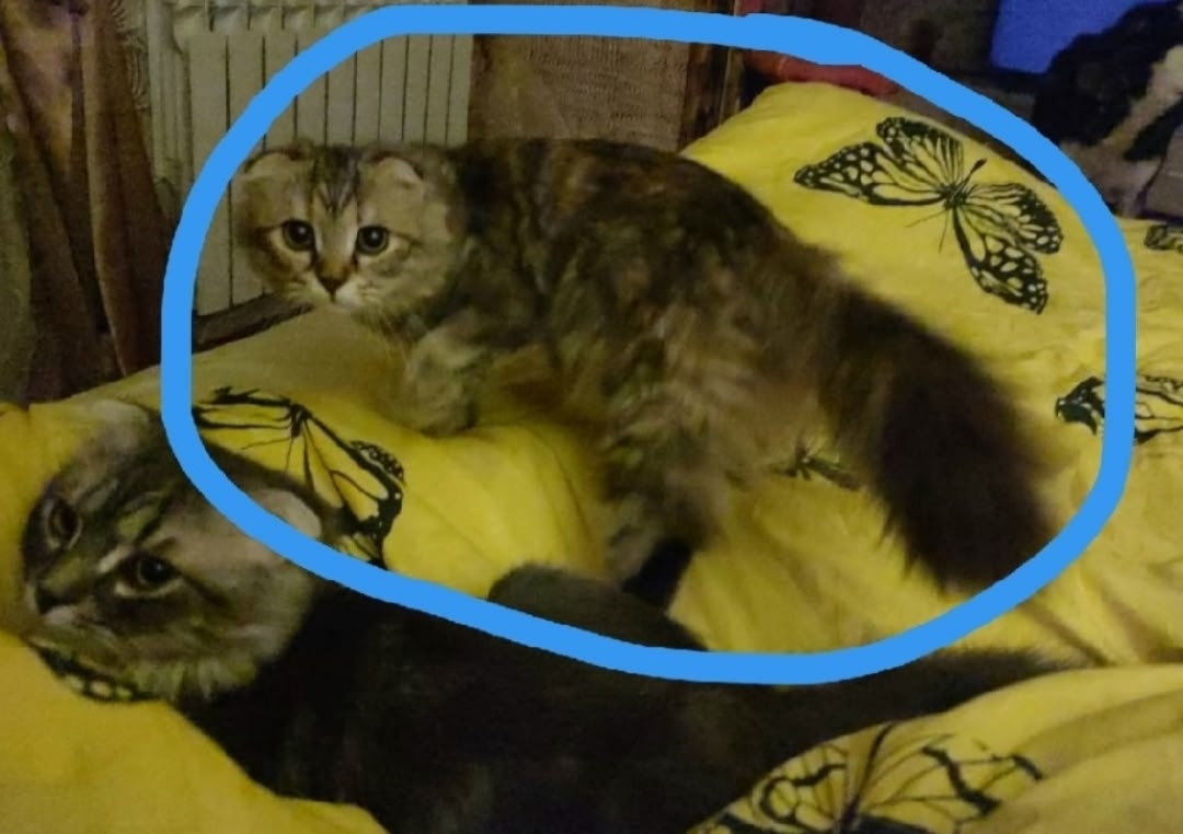 Найдена кошка в Белгороде — фото объявления