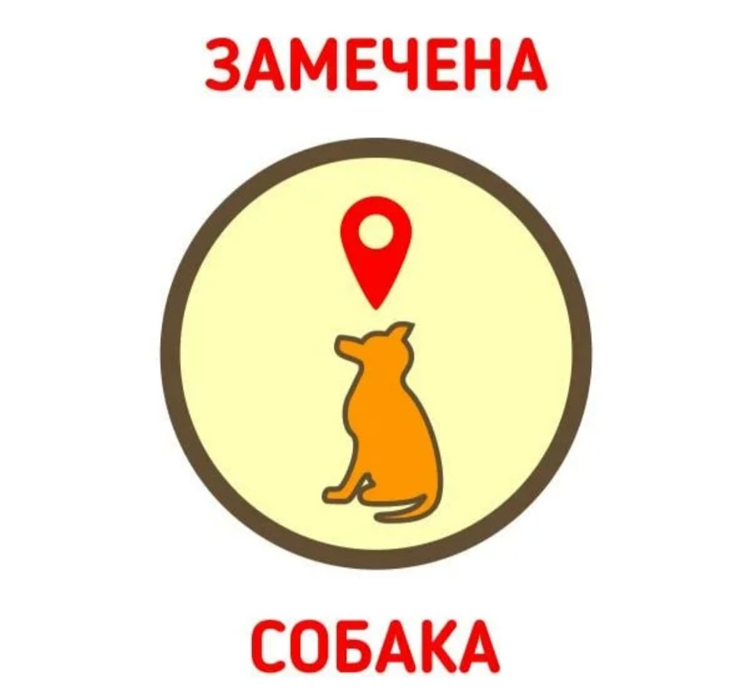 Найдена собака в Белгороде — фото объявления
