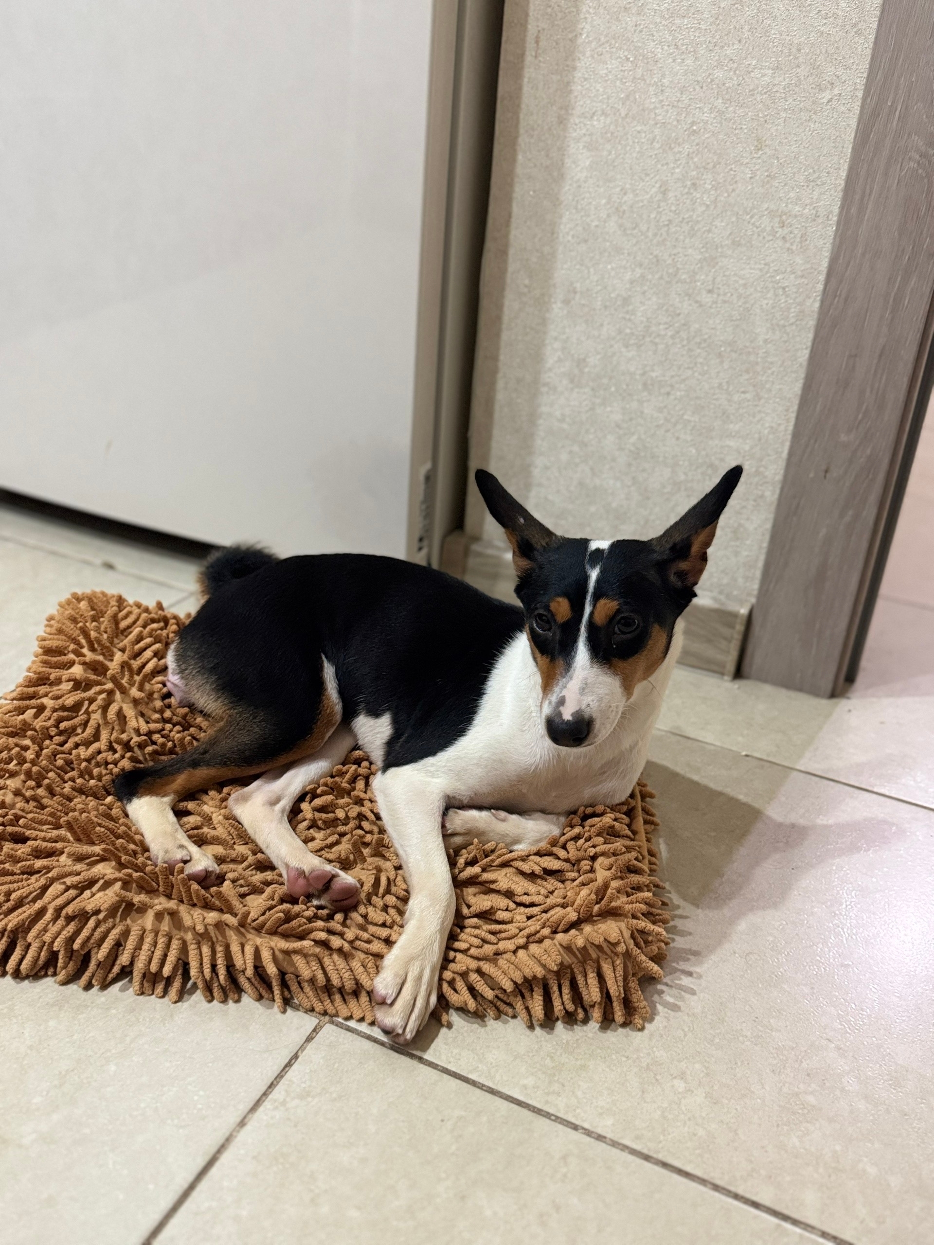 Пропала собака в Пензе — фото объявления