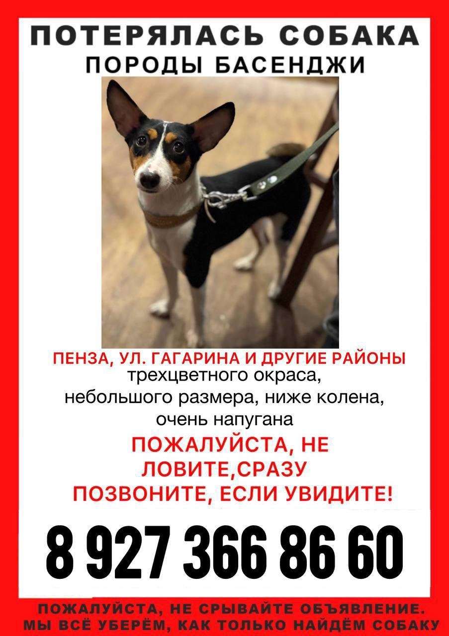 Пропала собака в Пензе — фото объявления
