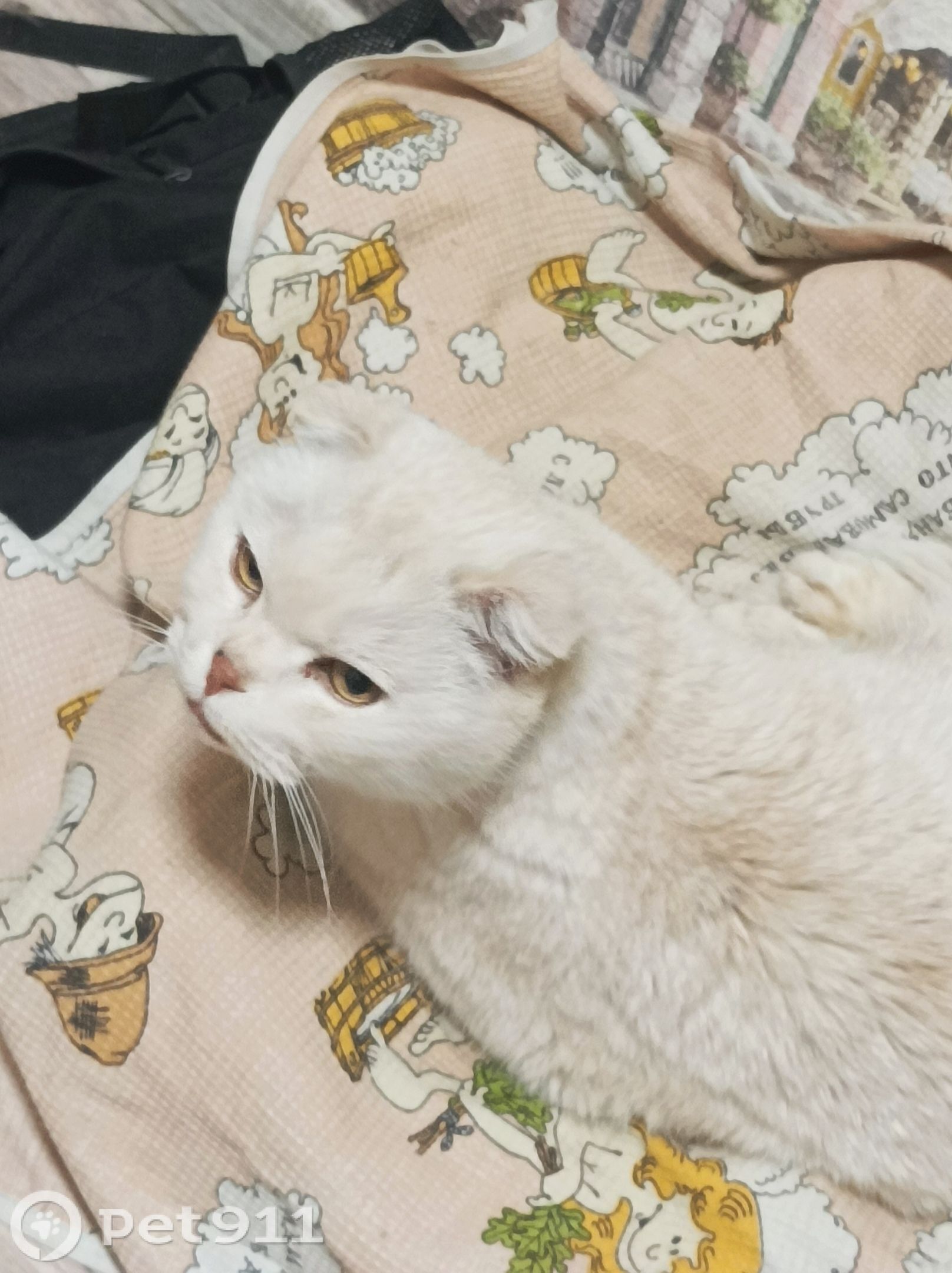 Найдена кошка в Пензе — фото объявления