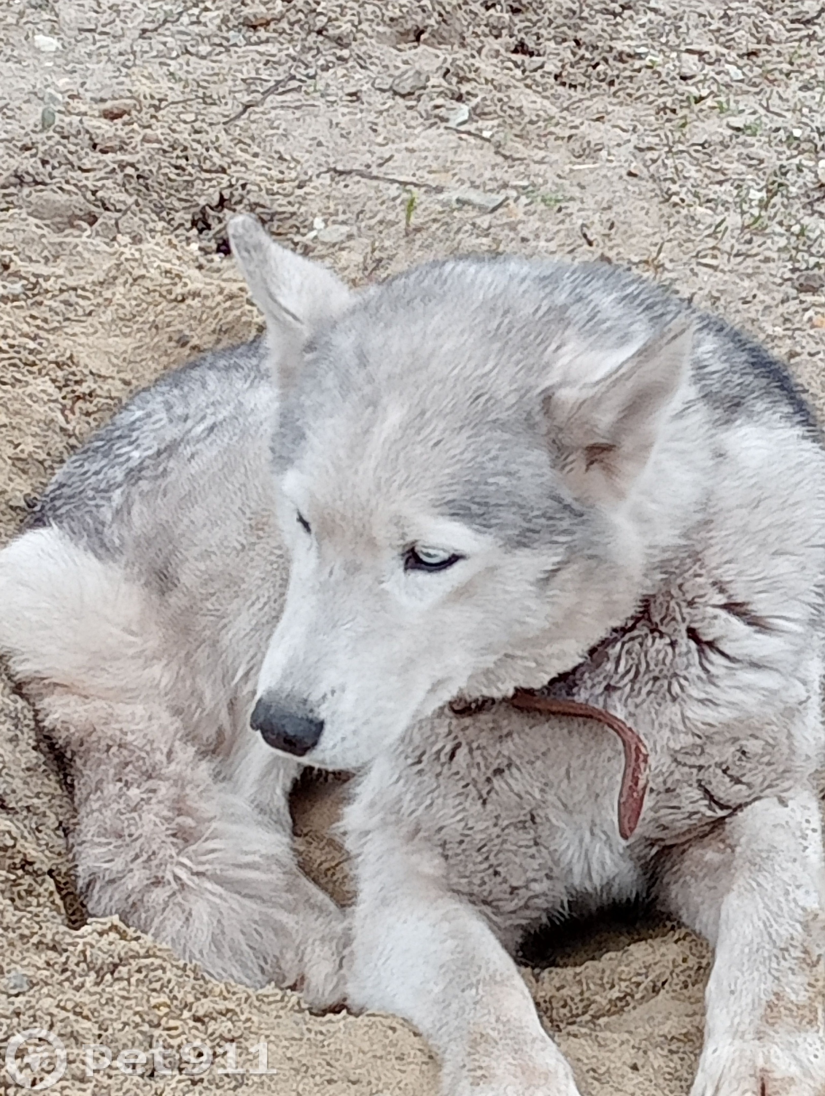 Найдена собака в Пензе — фото объявления