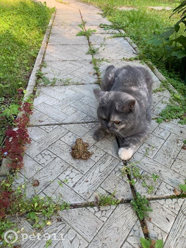 Найдена кошка в Пензе — фото объявления