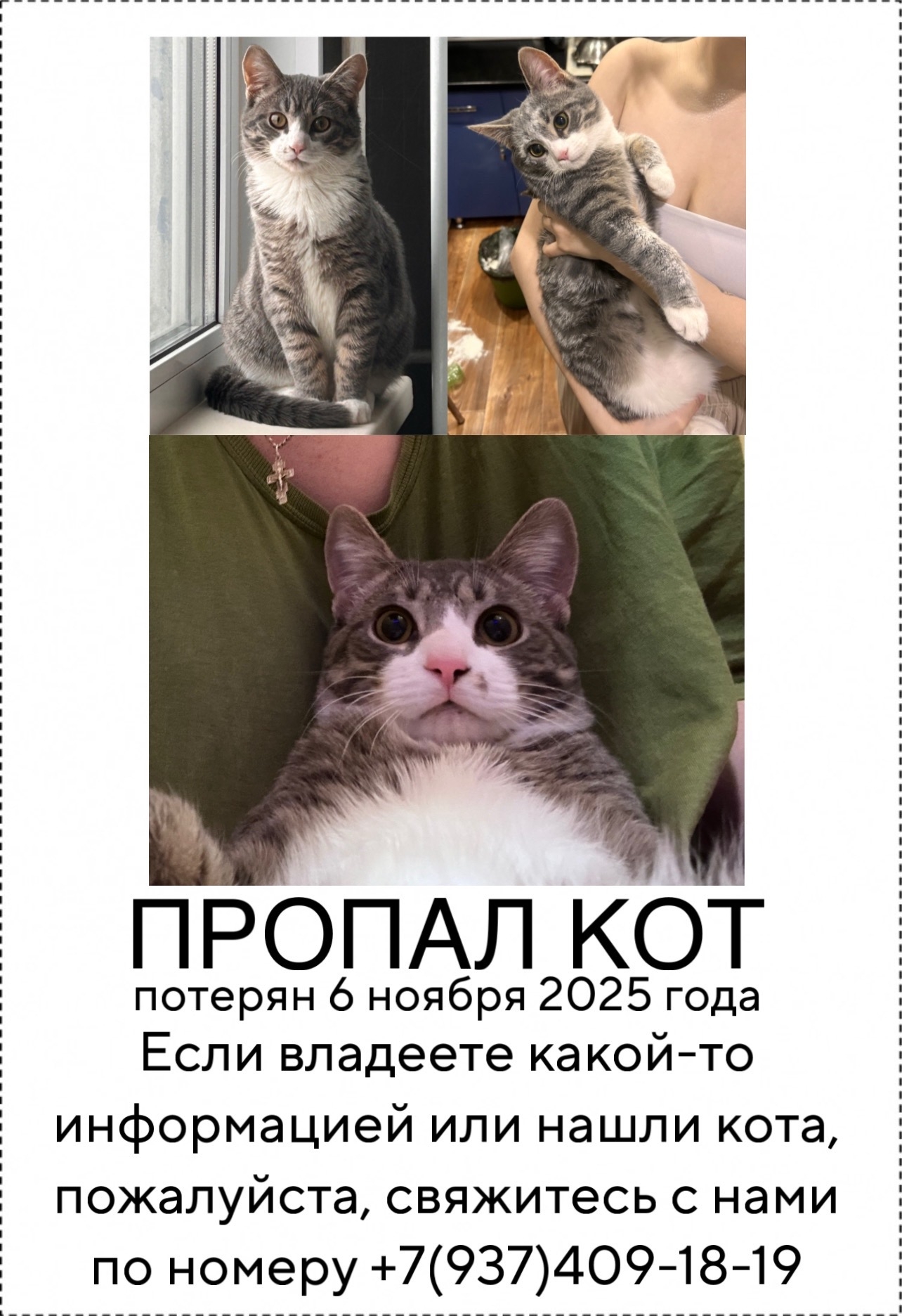 Найденная кошка в Пензе Найдена кошка в Пензе — фото объявления