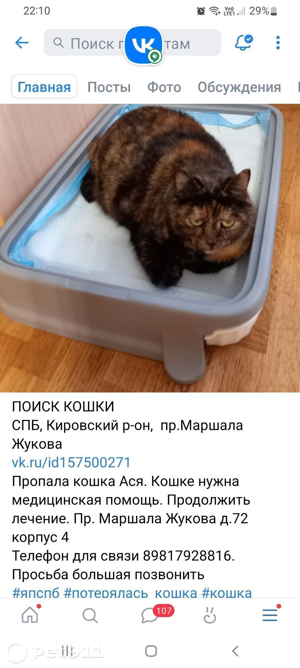 Найдена кошка в Кудрове — фото объявления