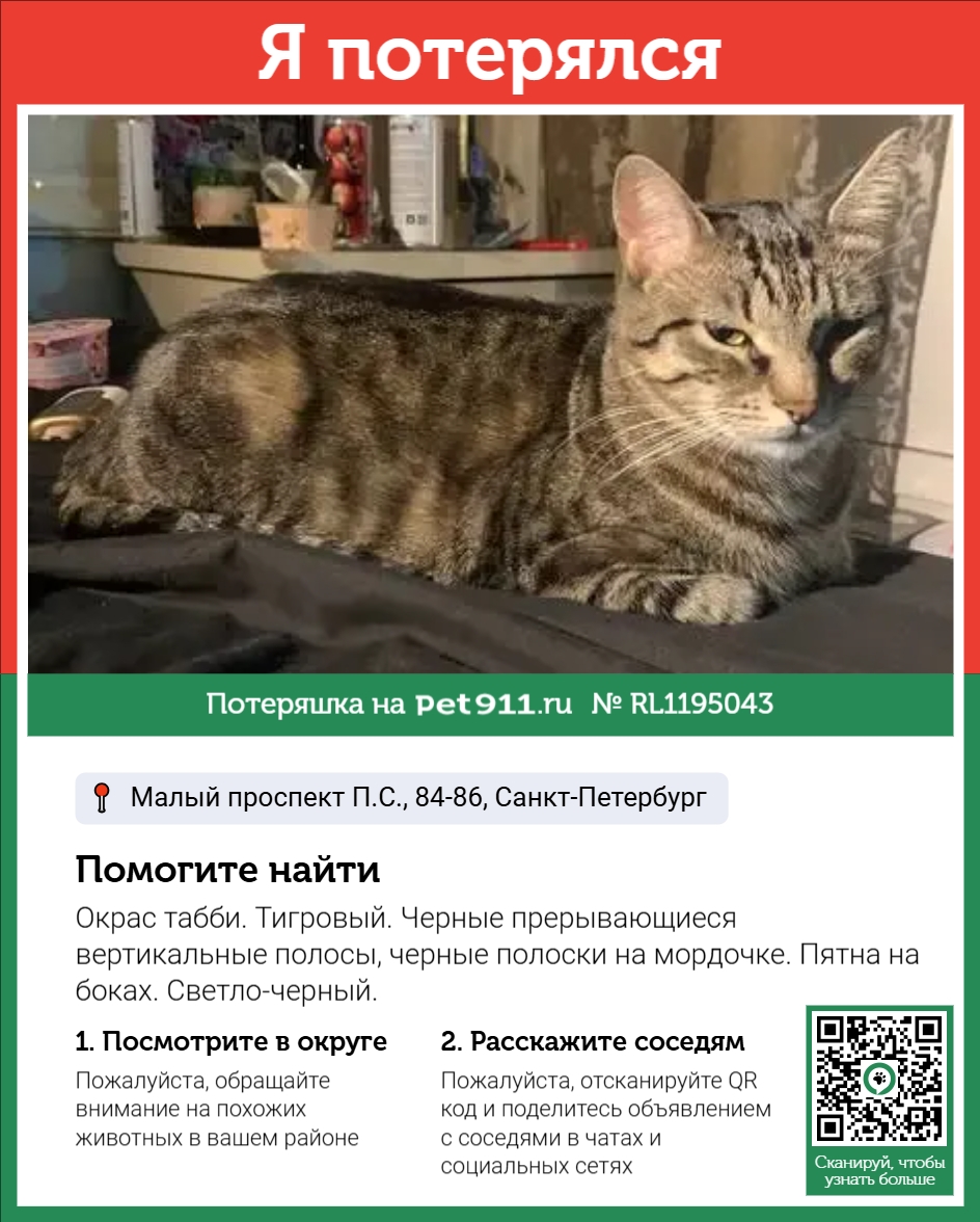 Найденная кошка в Кудрове Найдена кошка в Кудрове — фото объявления
