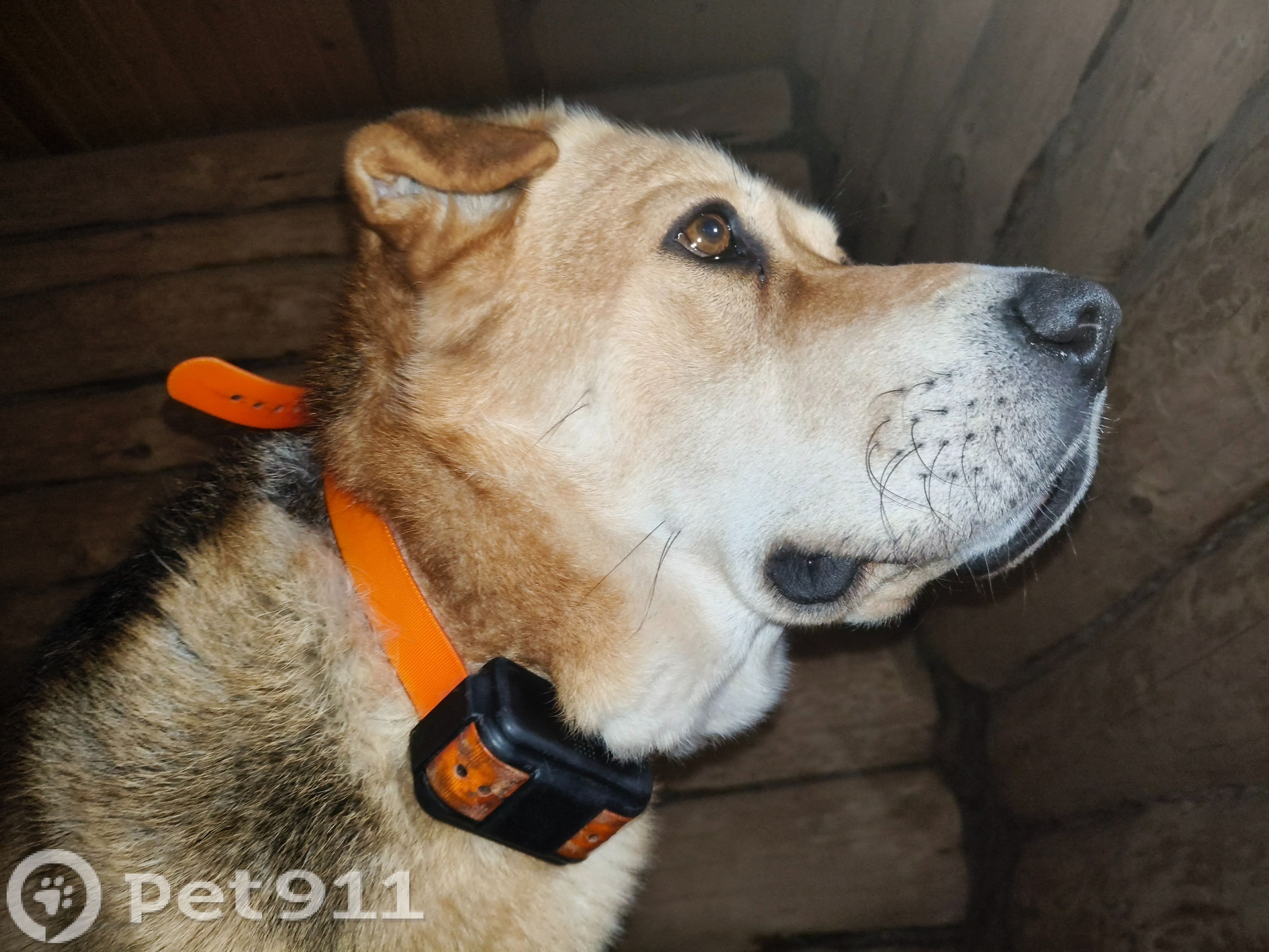 Найдена собака в Мурине — фото объявления