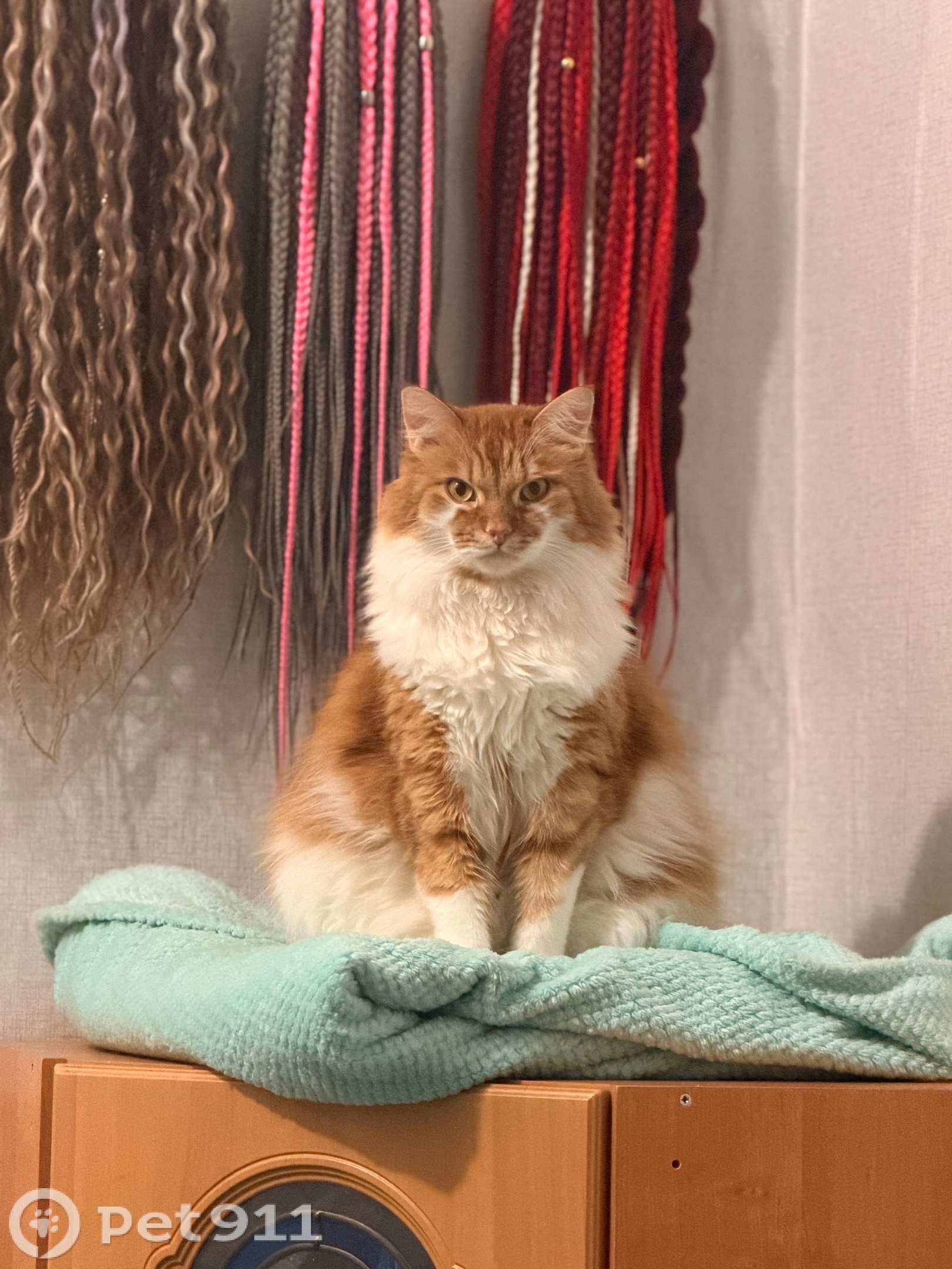 Найдена кошка в Мурине — фото объявления