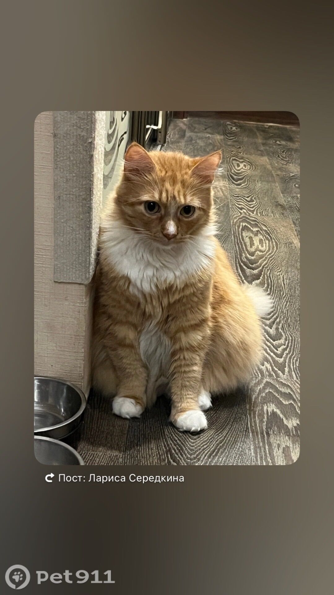 Найдена кошка в Гатчине — фото объявления