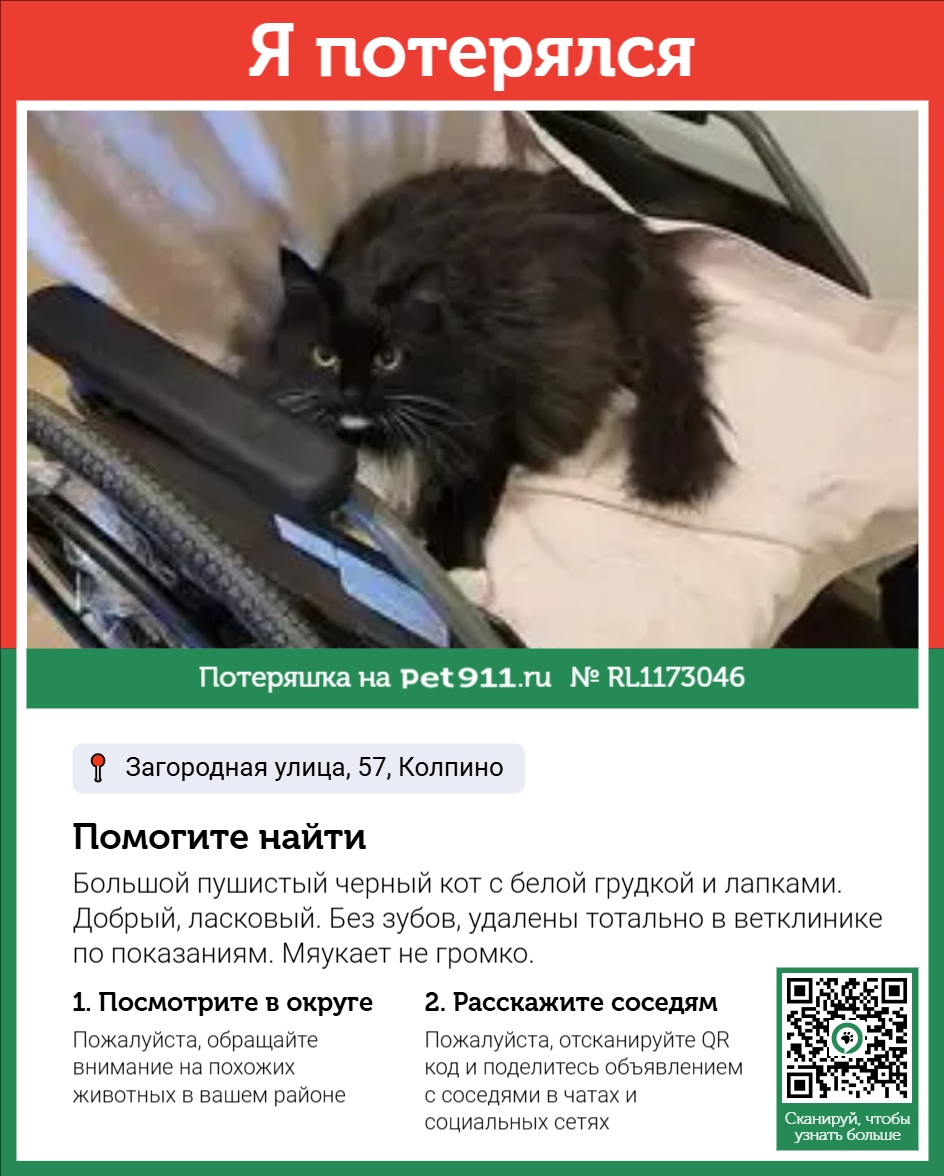 Найдена собака в Гатчине — фото объявления